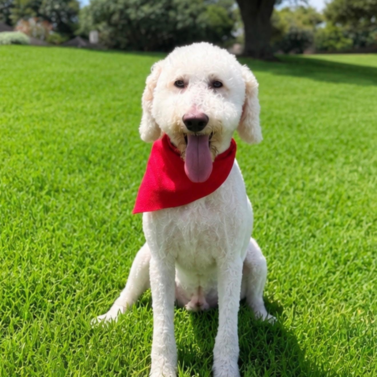 KLOUT-TEXAS, a Adoptable Standard Poodle in Houston, TX image 5/6