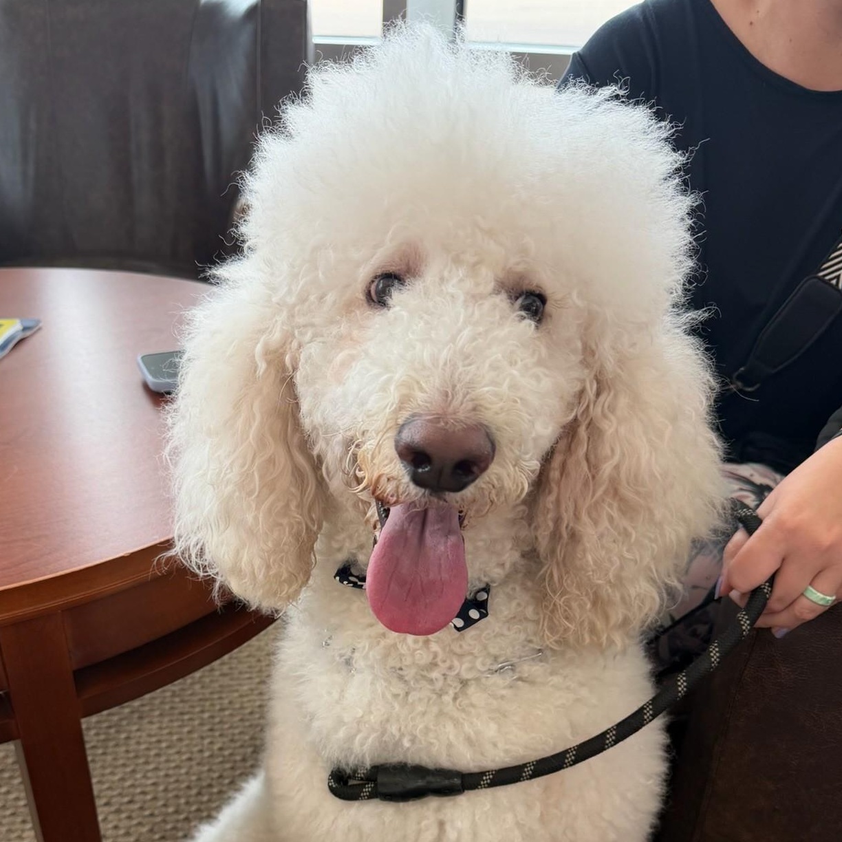 KLOUT-TEXAS, a Adoptable Standard Poodle in Houston, TX image 4/6