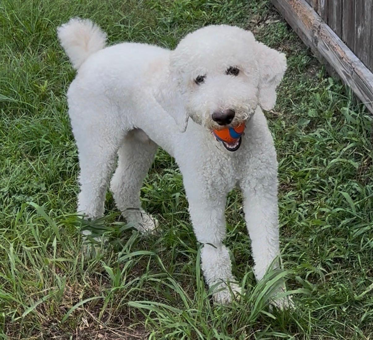 KLOUT-TEXAS, a Adoptable Standard Poodle in Houston, TX image 2/6
