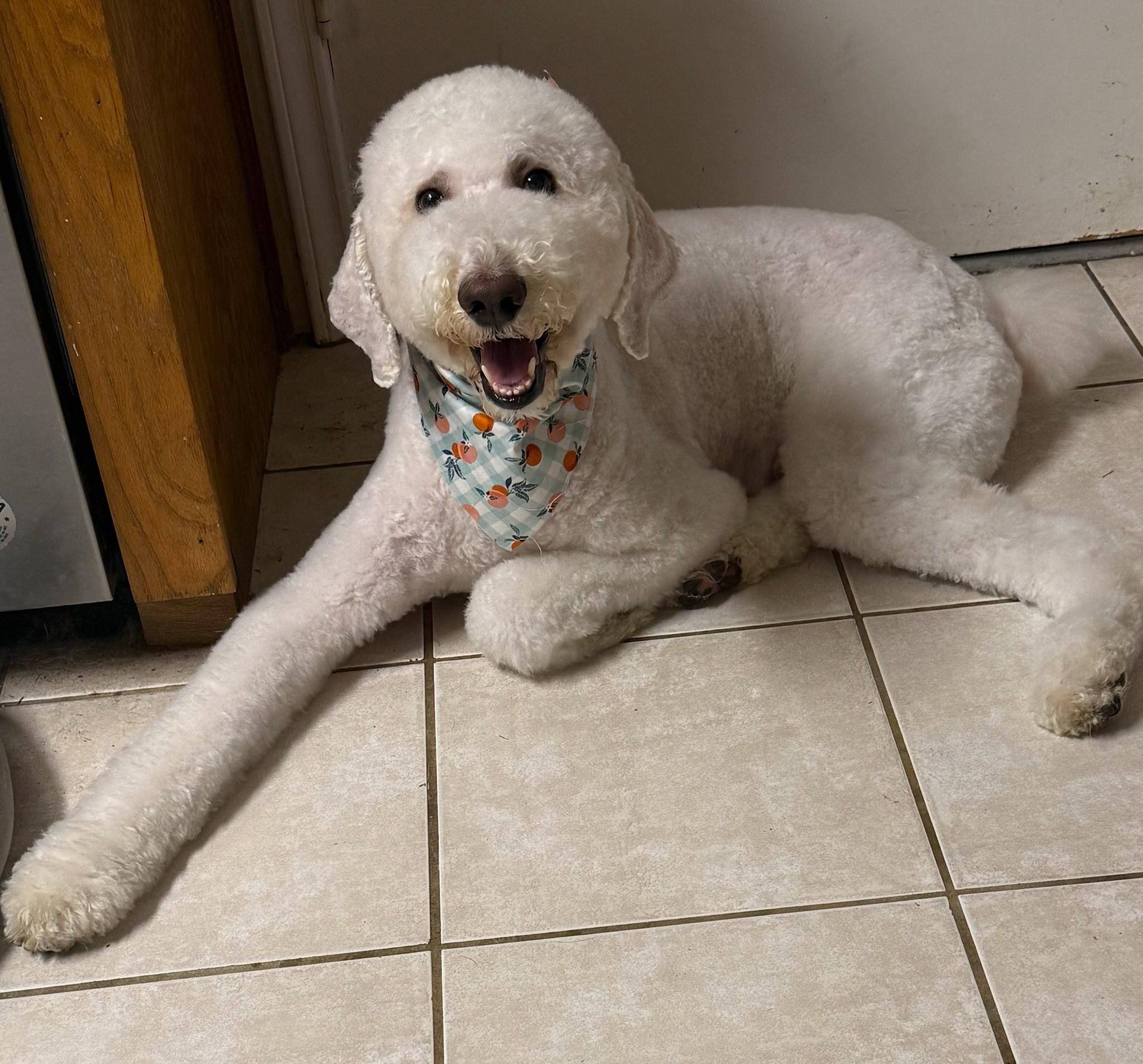 KLOUT-TEXAS, a Adoptable Standard Poodle in Houston, TX image 1/6