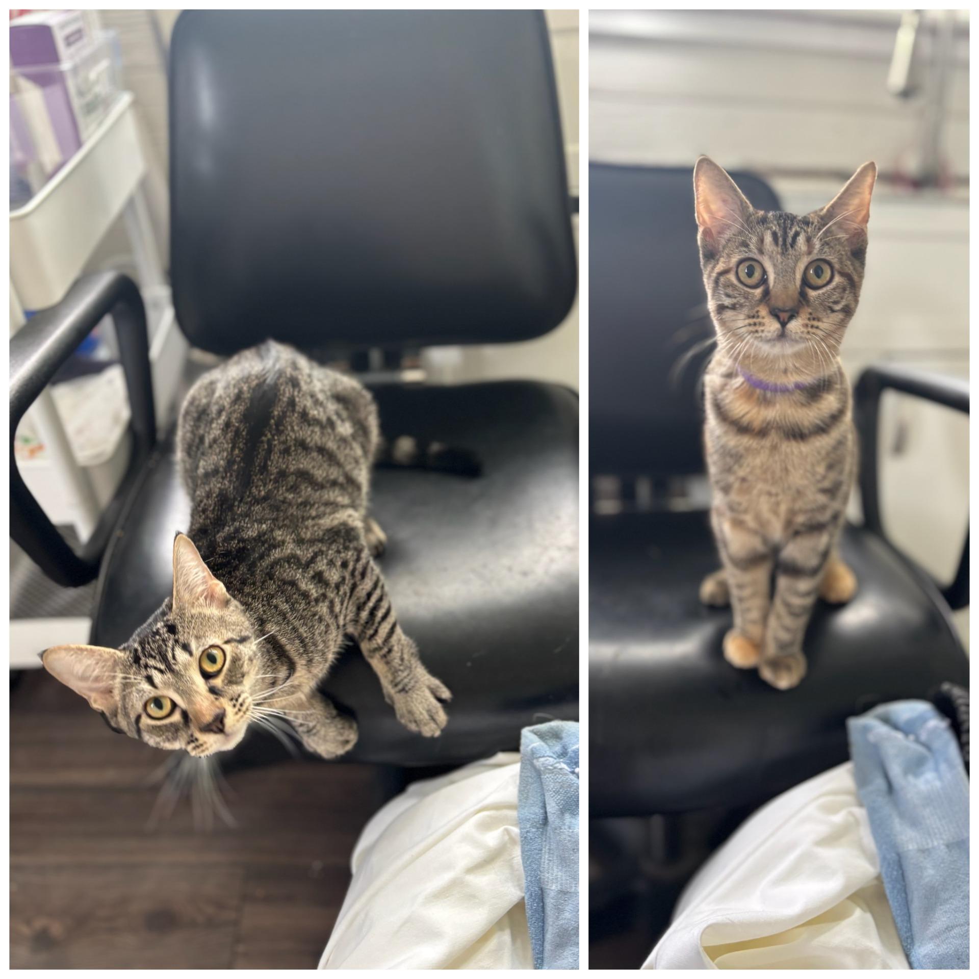 Enlarge Baloo & Zara, a Adoptable Domestic Short Hair in Honeoye, NY image 1/1