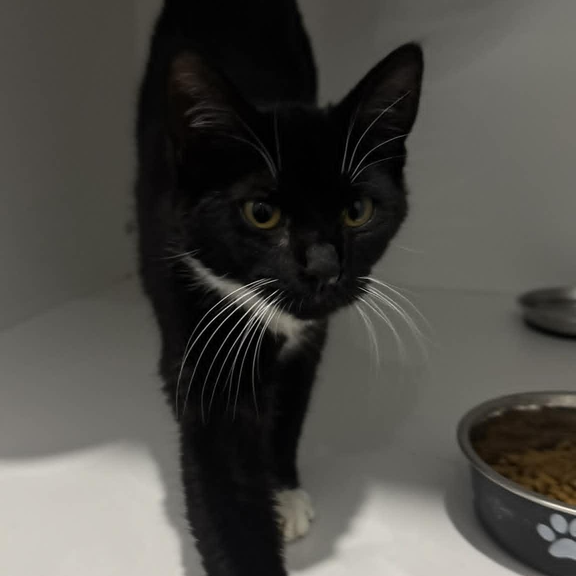 Enlarge Sophie, a ADOPTABLE American Shorthair in Danbury, CT image 3/4