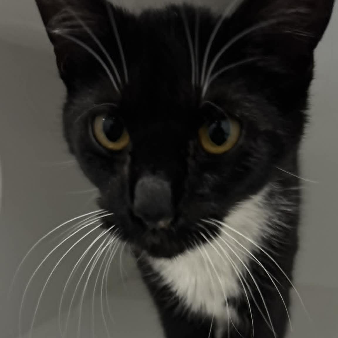 Enlarge Sophie, a ADOPTABLE American Shorthair in Danbury, CT image 4/4