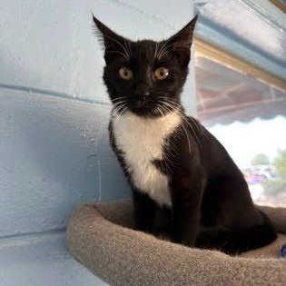 Enlarge Sophie, a ADOPTABLE American Shorthair in Danbury, CT image 1/4