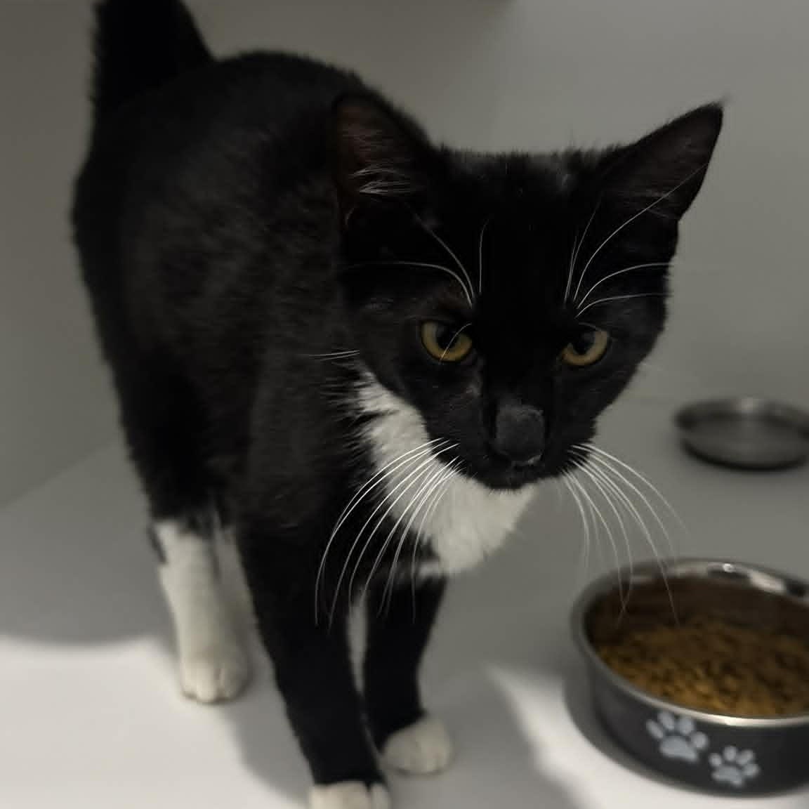 Enlarge Sophie, a ADOPTABLE American Shorthair in Danbury, CT image 2/4