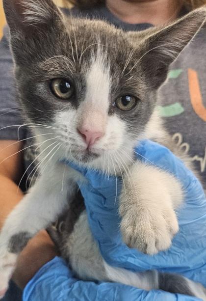 Marv, Adoptable, Young Male Domestic Short Hair & Domestic Short Hair.