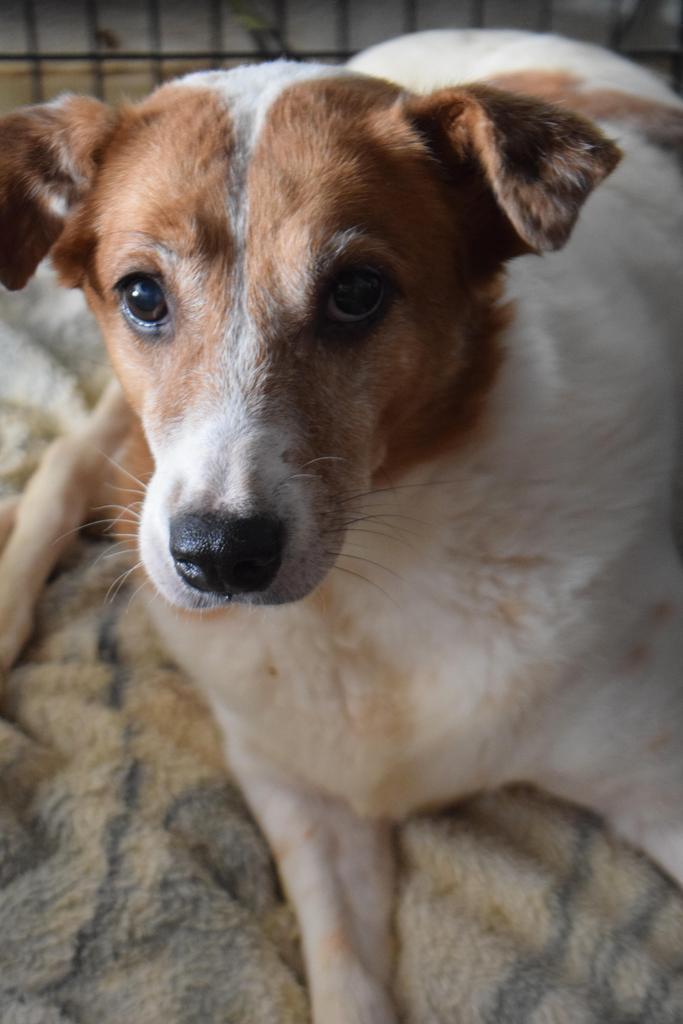 Enlarge Hope, a Adoptable mixed breed in Pahrump, NV image 1/1