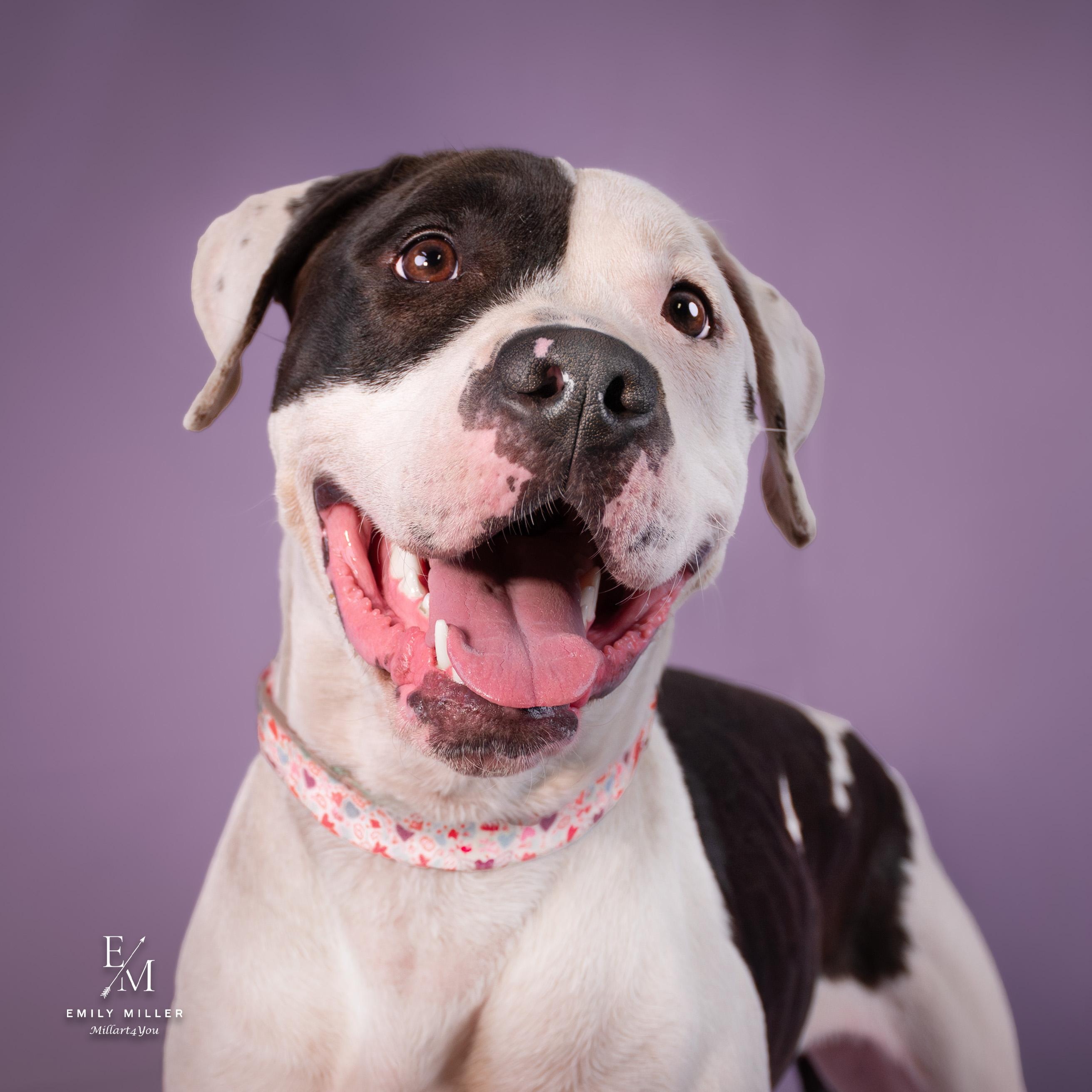 Enlarge Chacha, a Adoptable mixed breed in Phoenix, AZ image 3/6