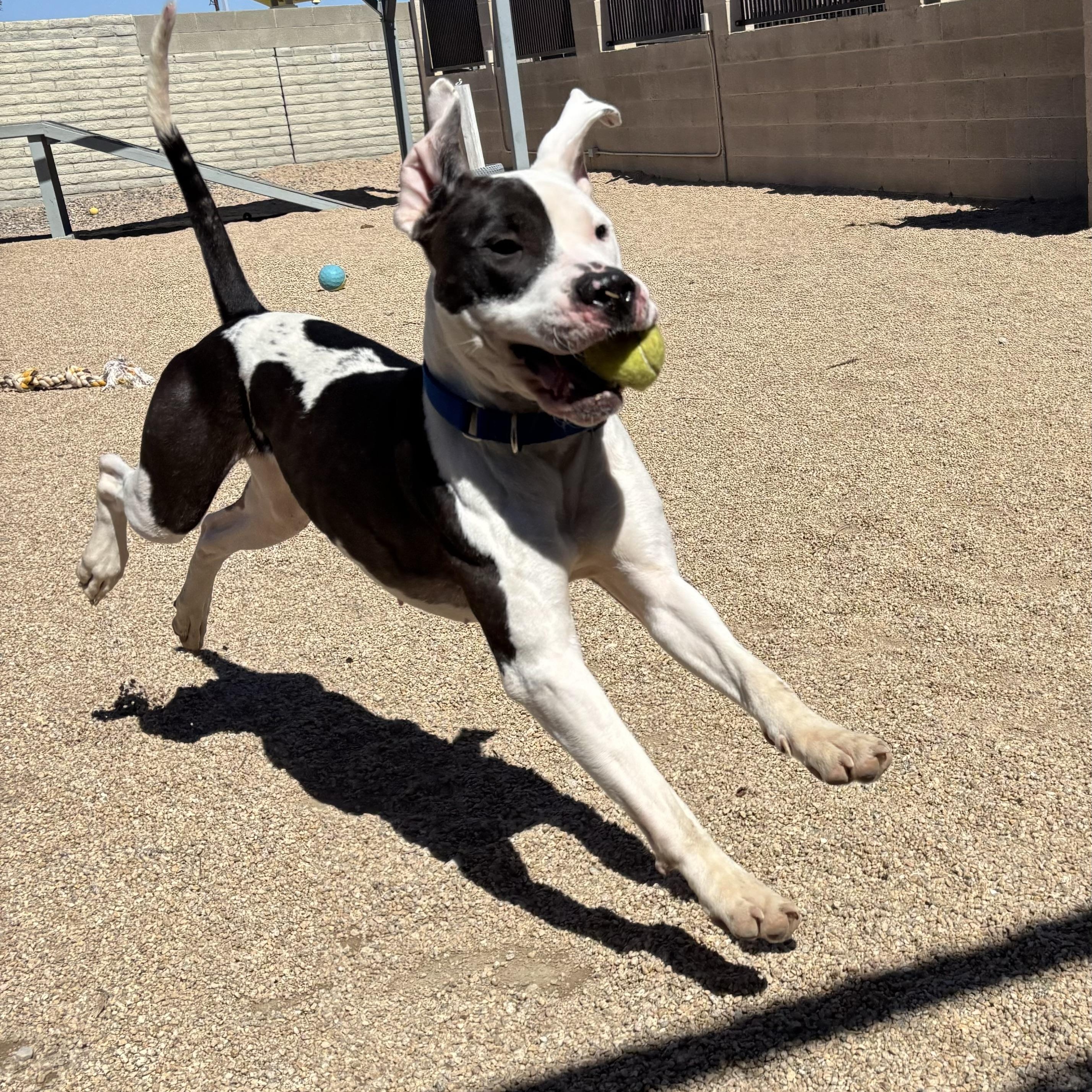 Enlarge Chacha, a Adoptable mixed breed in Phoenix, AZ image 6/6