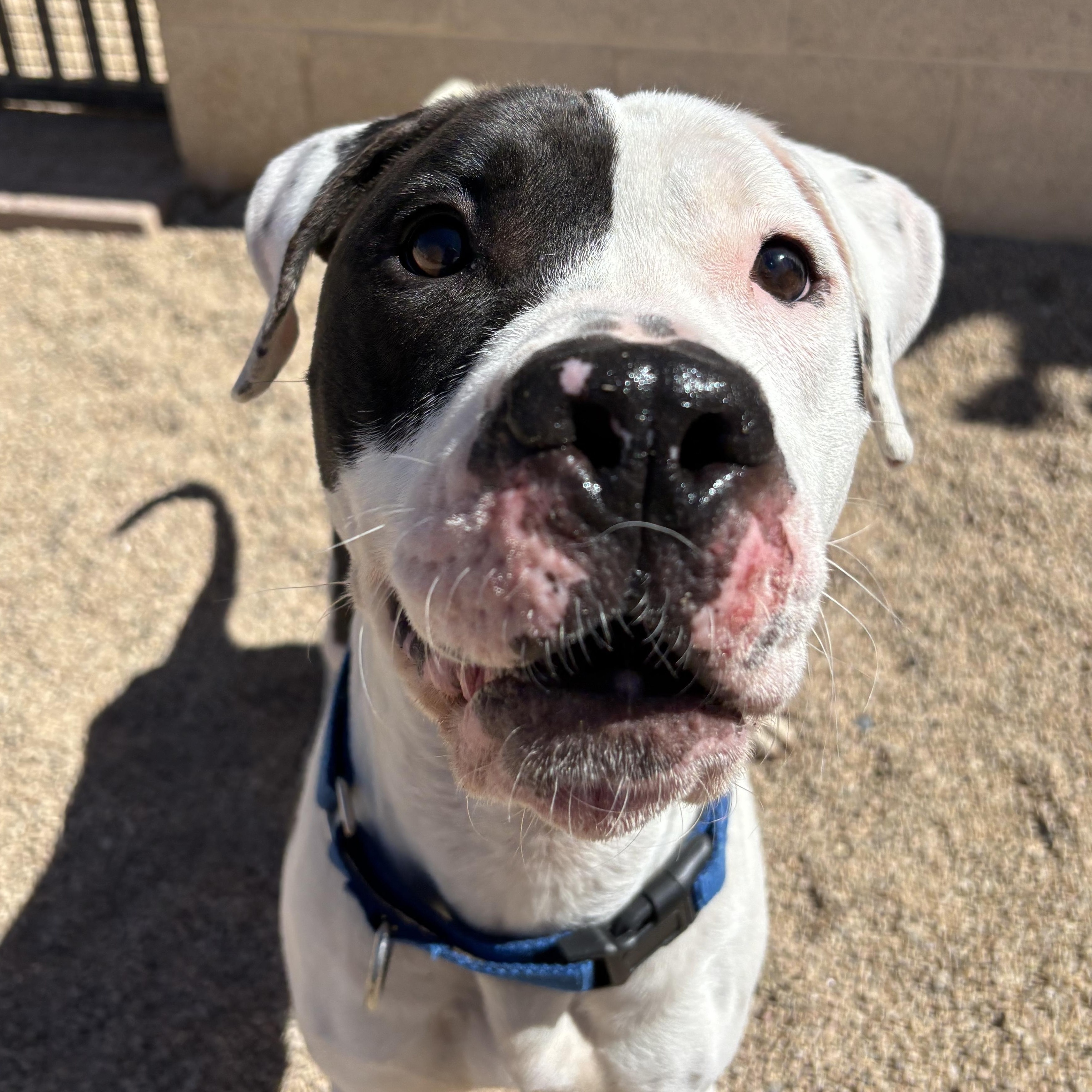 Chacha — thumbnail 2