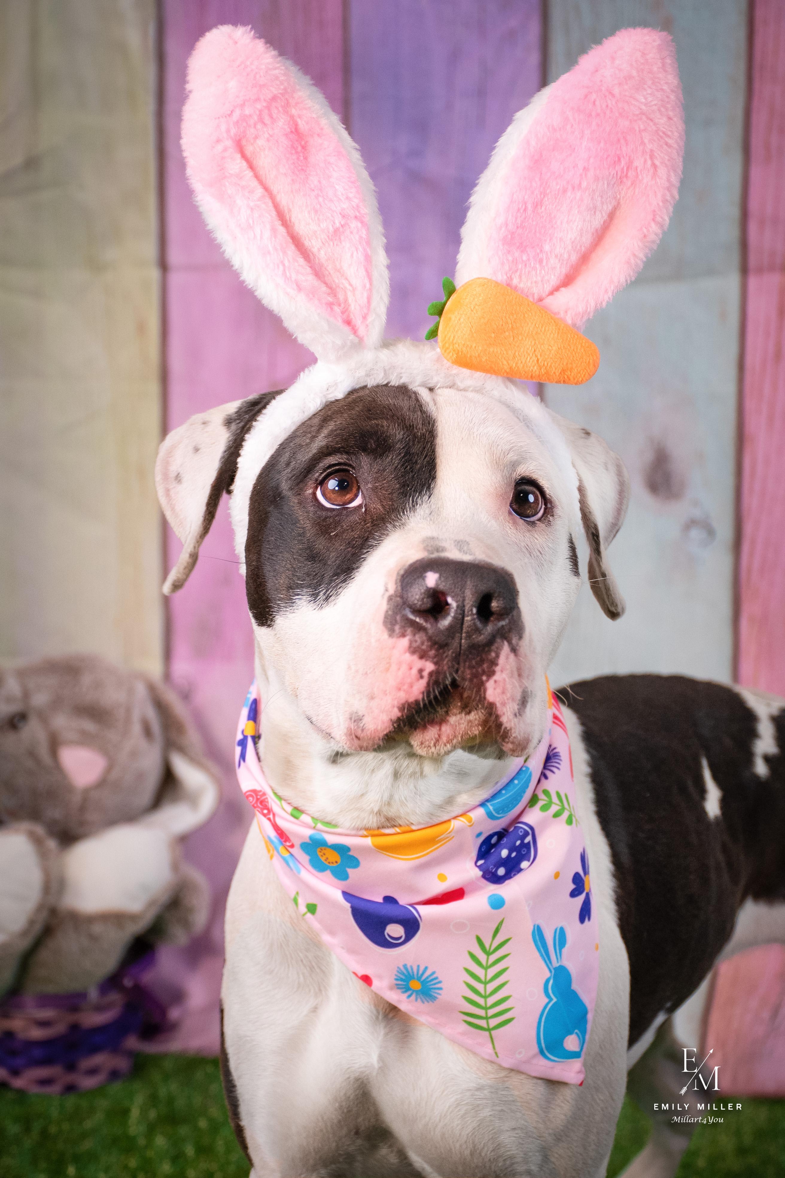 Chacha, Adoptable, Adult Female Pit Bull Terrier.