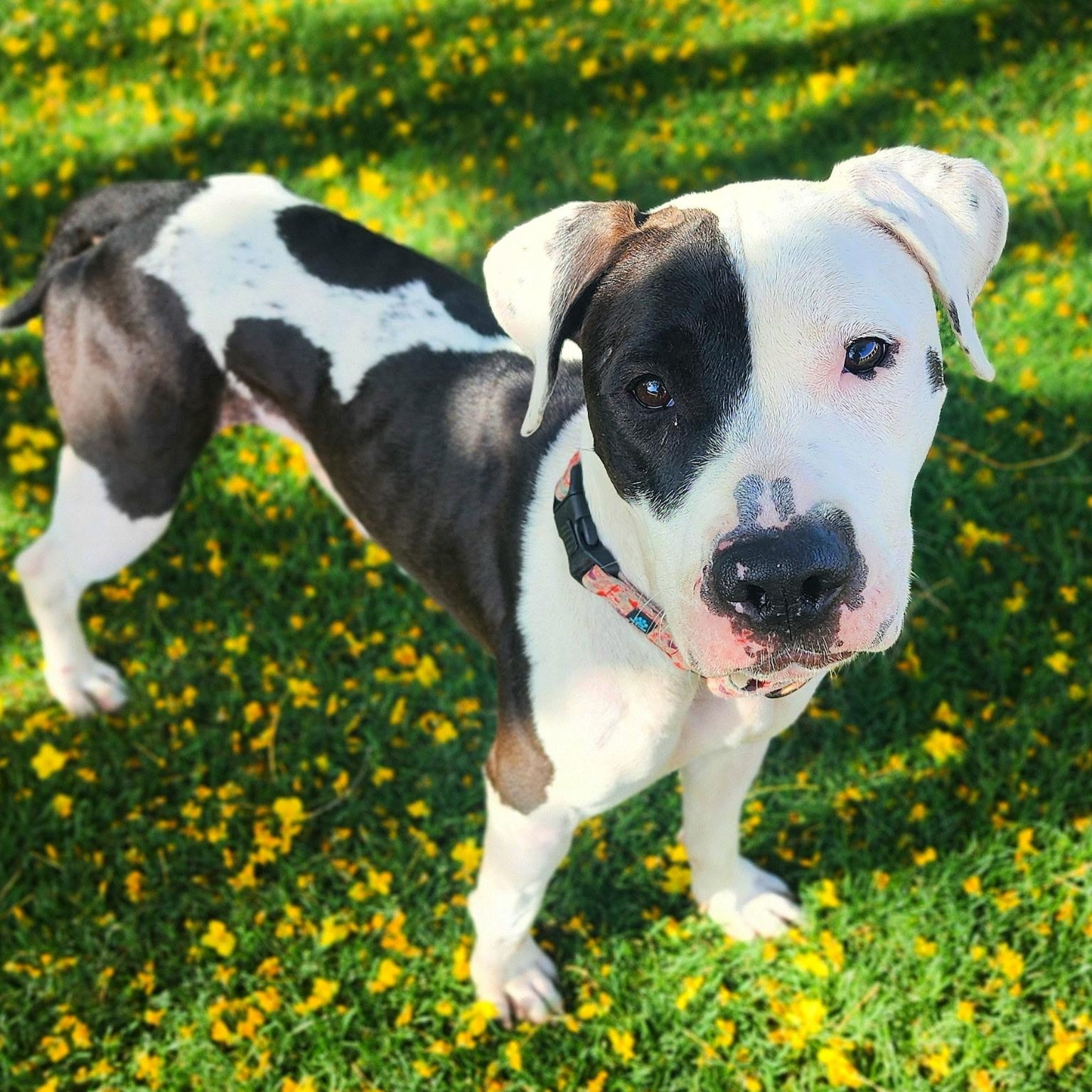 Chacha, Adoptable, Adult Female Pit Bull Terrier.