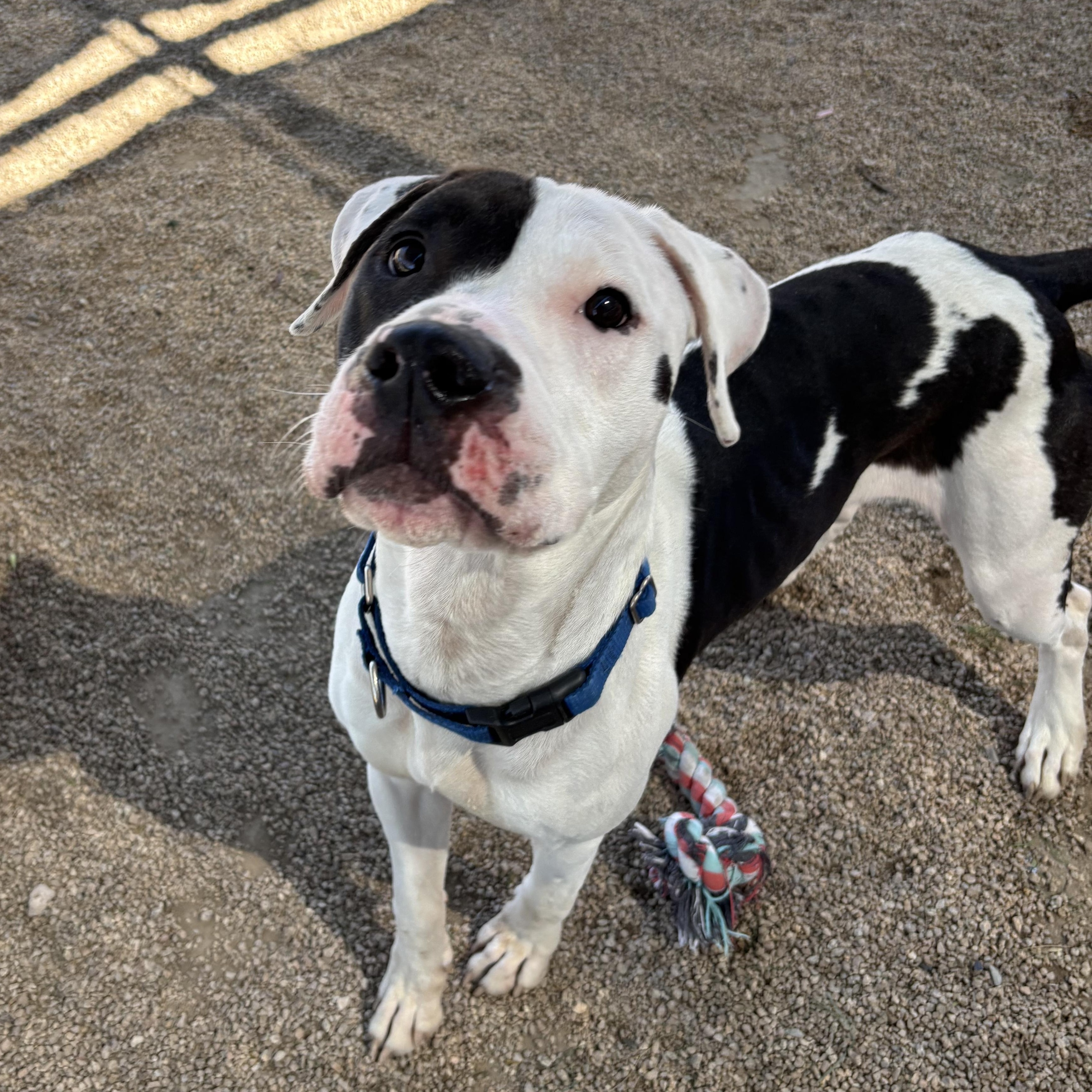 Chacha — thumbnail 4