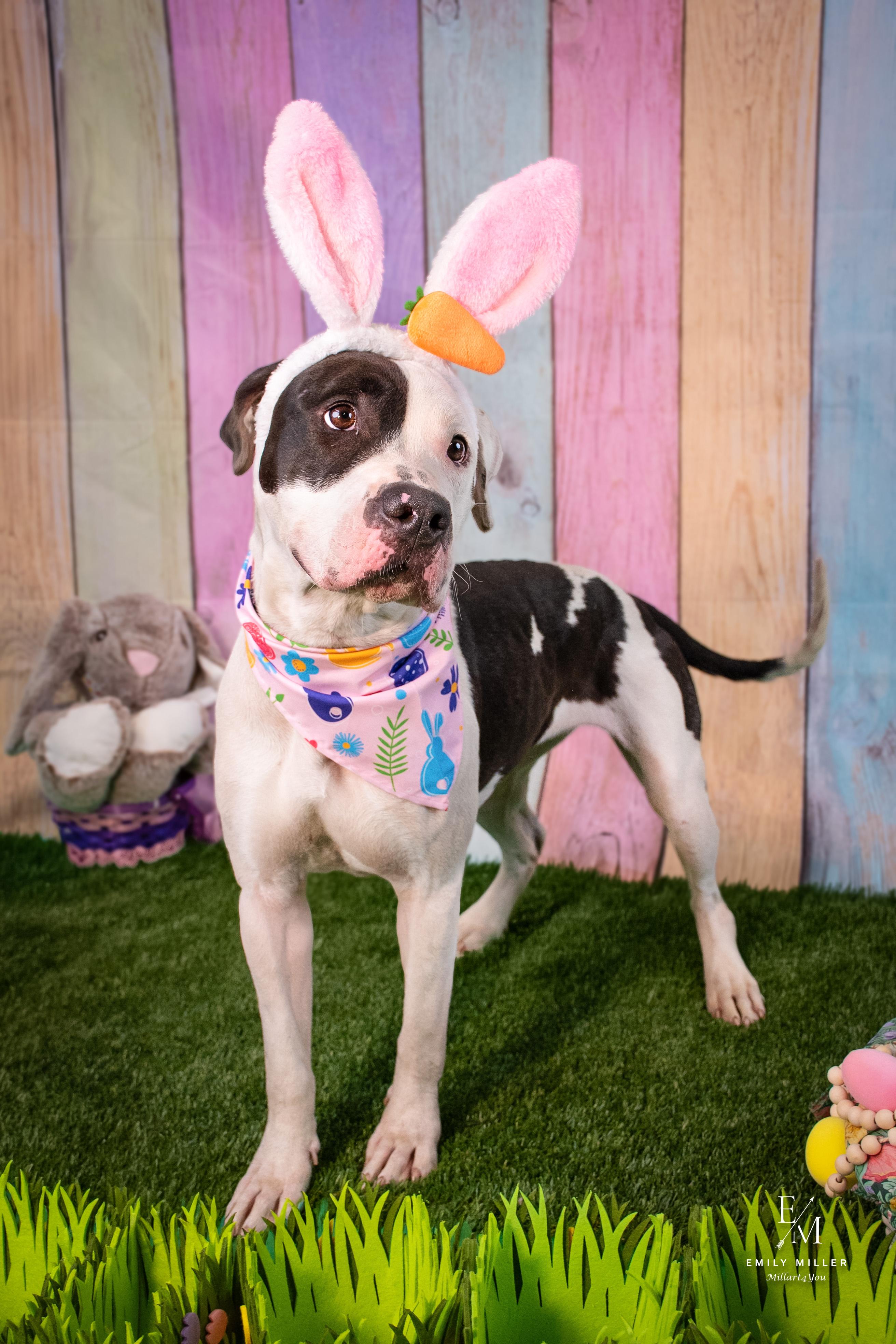 Enlarge Chacha, a Adoptable mixed breed in Phoenix, AZ image 4/6