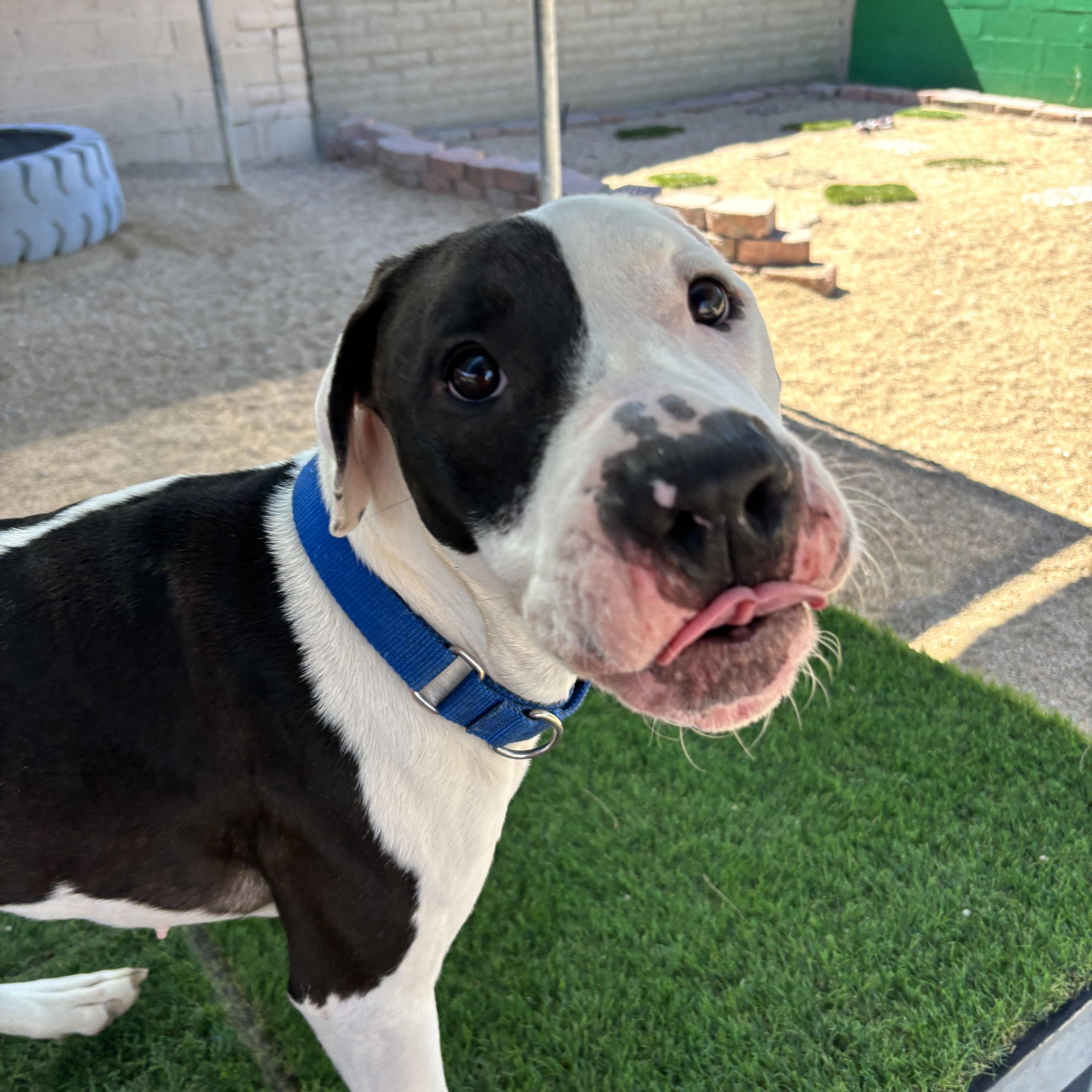 Chacha — thumbnail 5