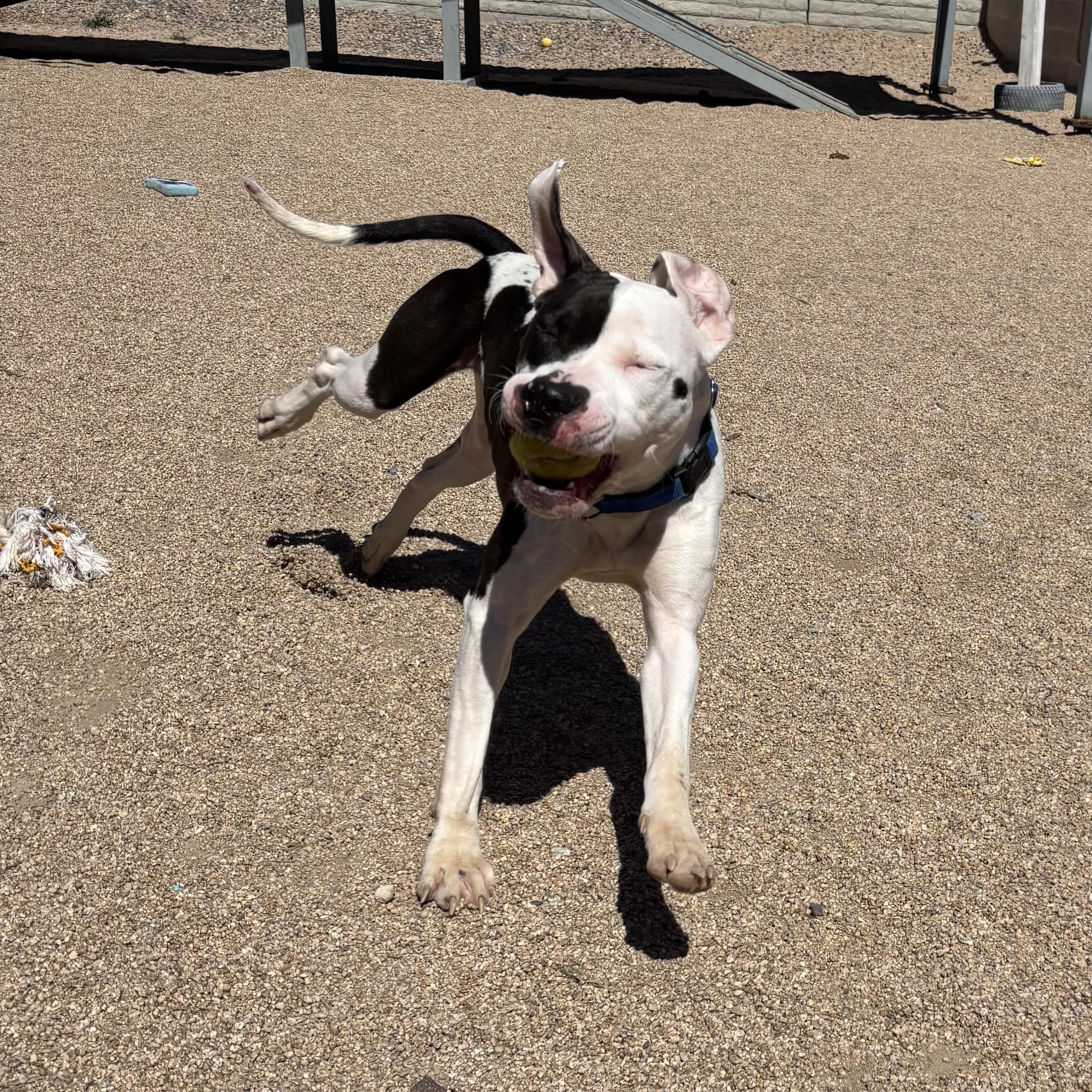 Chacha — thumbnail 6