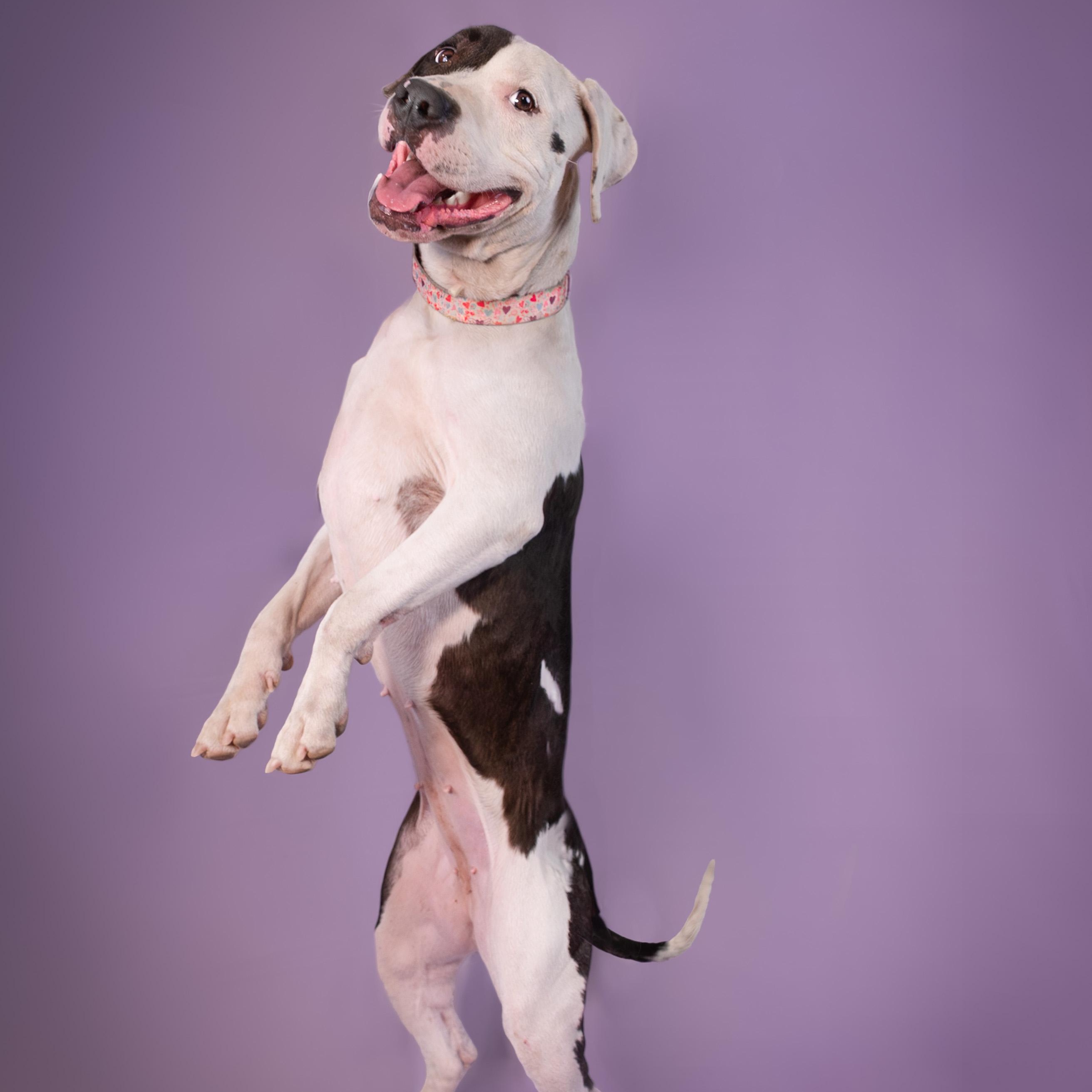 Enlarge Chacha, a Adoptable mixed breed in Phoenix, AZ image 5/6