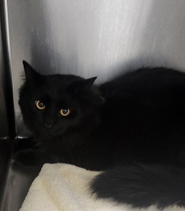 Enlarge Yami - Bonded W/ Sumi, a Adoptable mixed breed in Silverdale, WA image 2/2