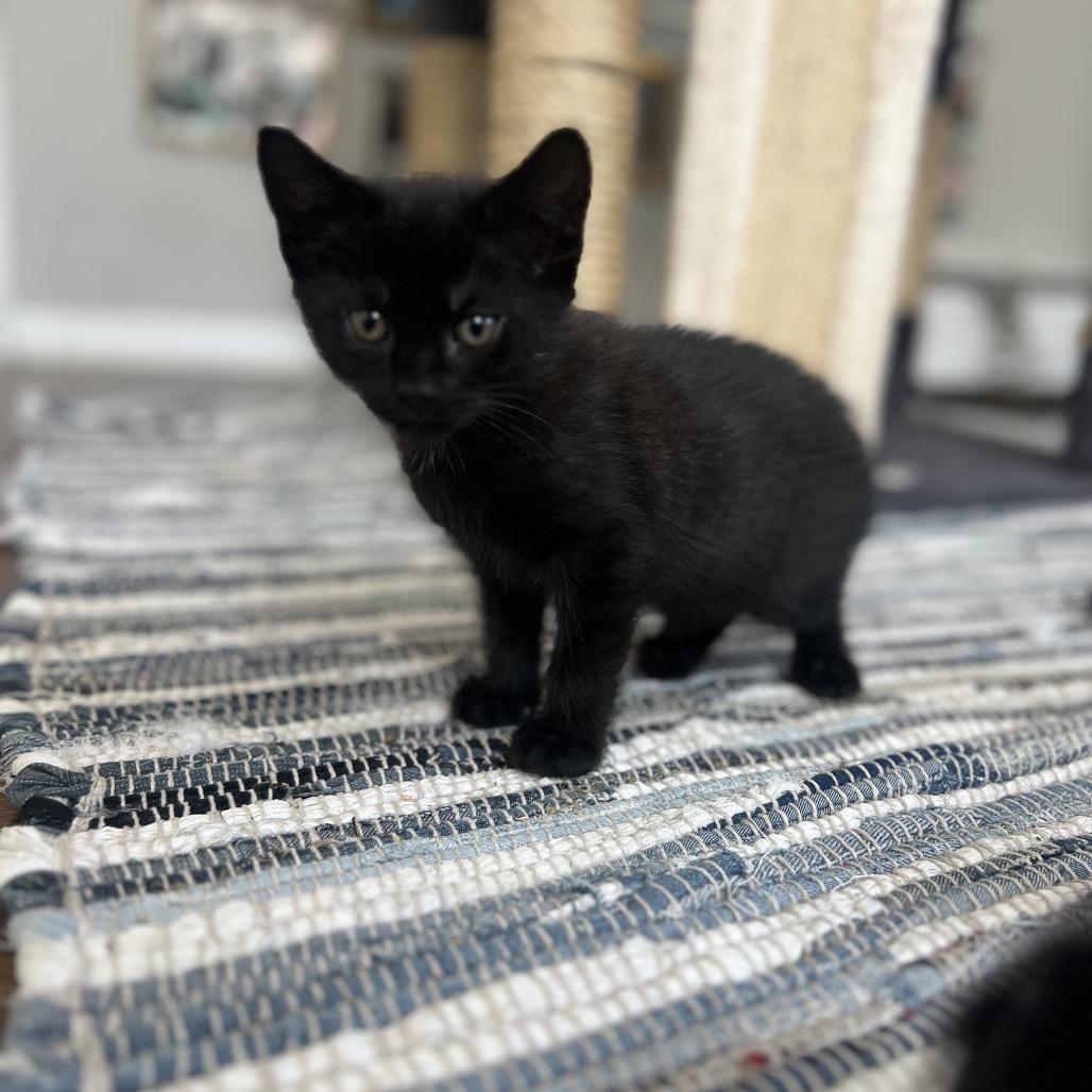 26-156 Pica de gata, a Adoptable Domestic Short Hair in North Branford, CT image 1/4