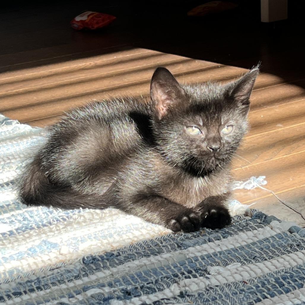 26-156 Pica de gata, a Adoptable Domestic Short Hair in North Branford, CT image 2/4