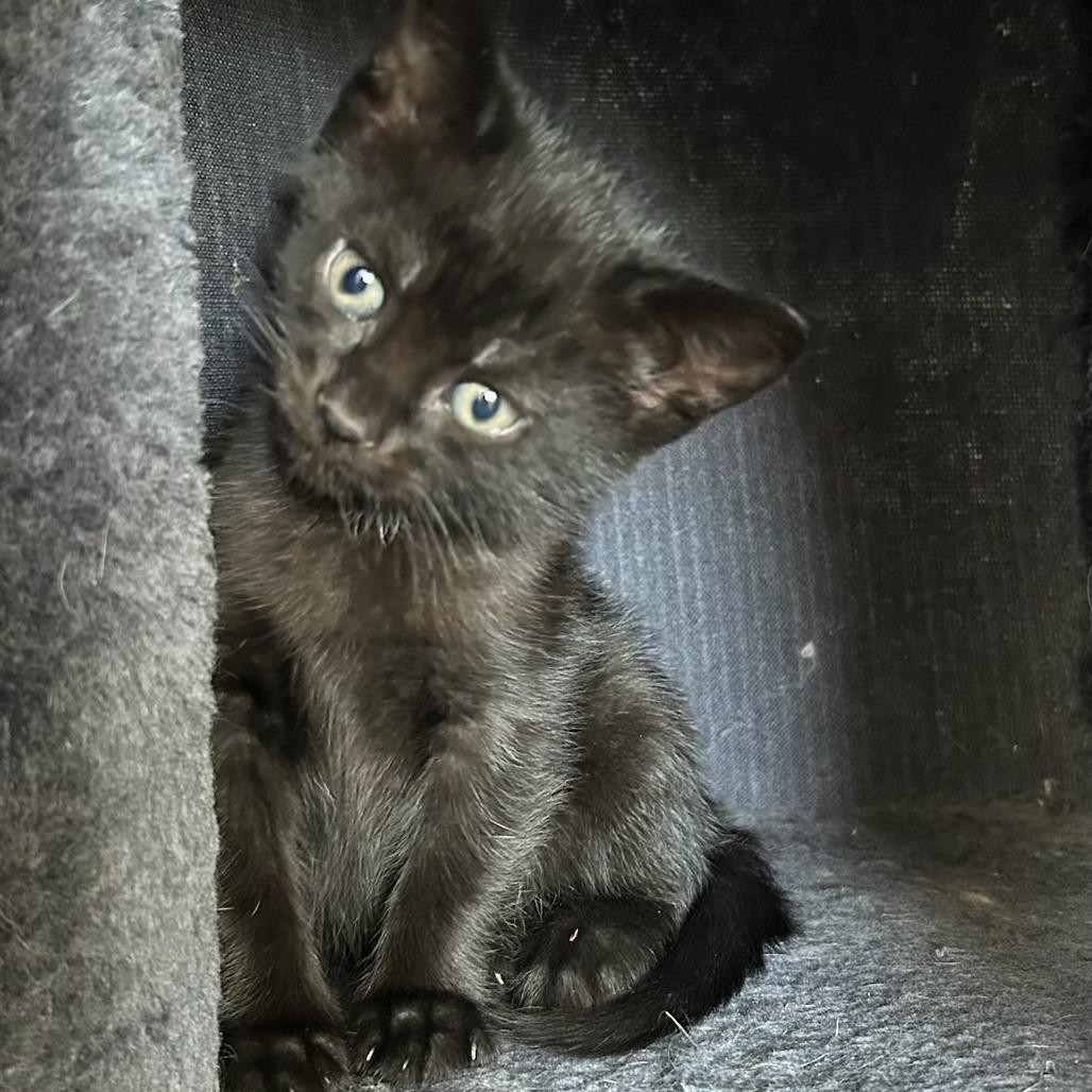 26-156 Pica de gata, a Adoptable Domestic Short Hair in North Branford, CT image 3/4