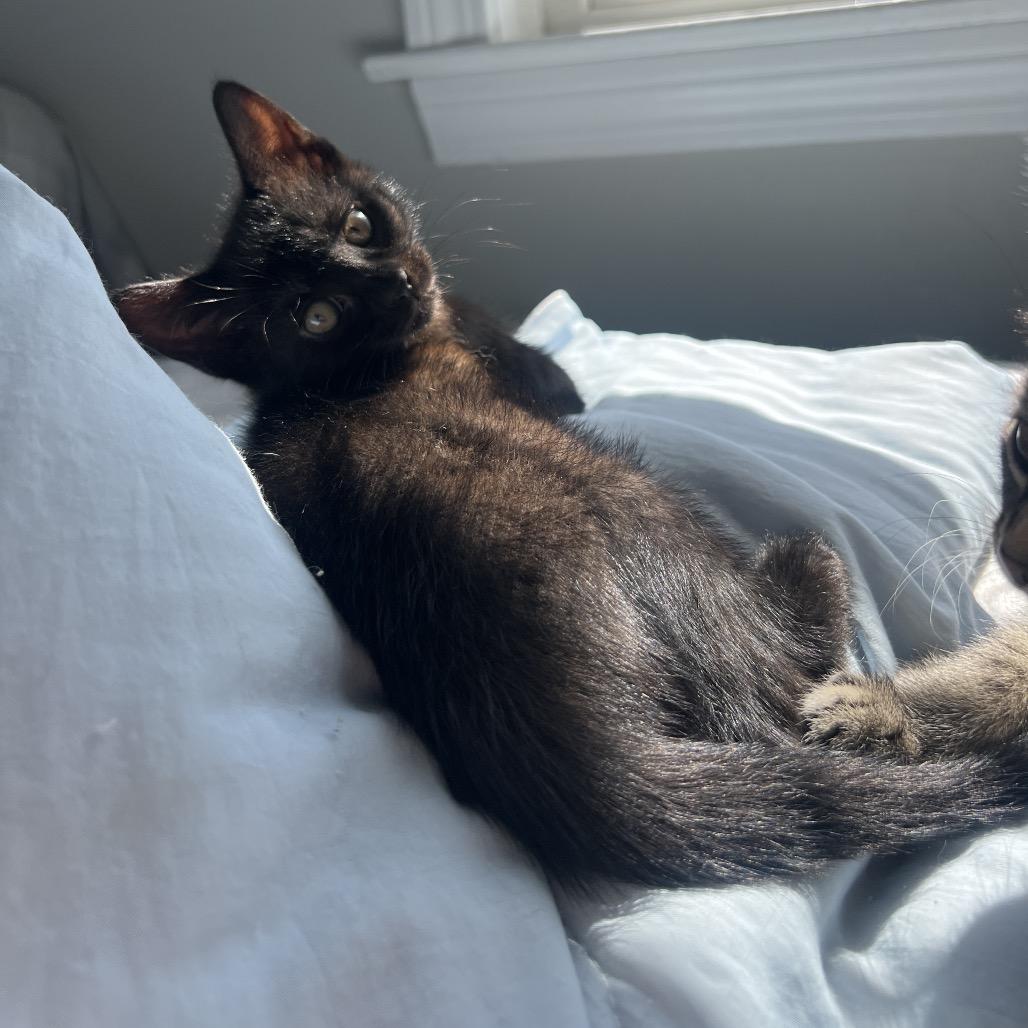 26-156 Pica de gata, a Adoptable Domestic Short Hair in North Branford, CT image 4/4