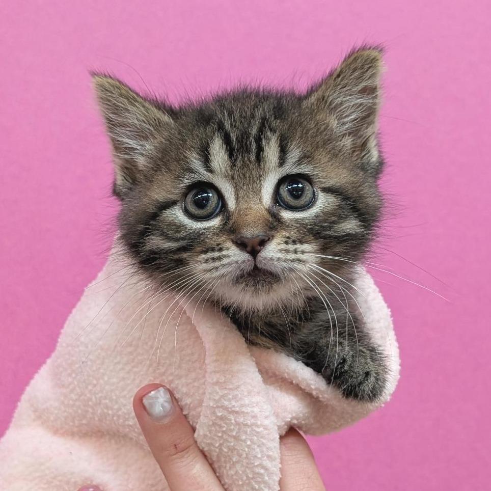 Lali, Adoptable, Kitten Female Domestic Short Hair.