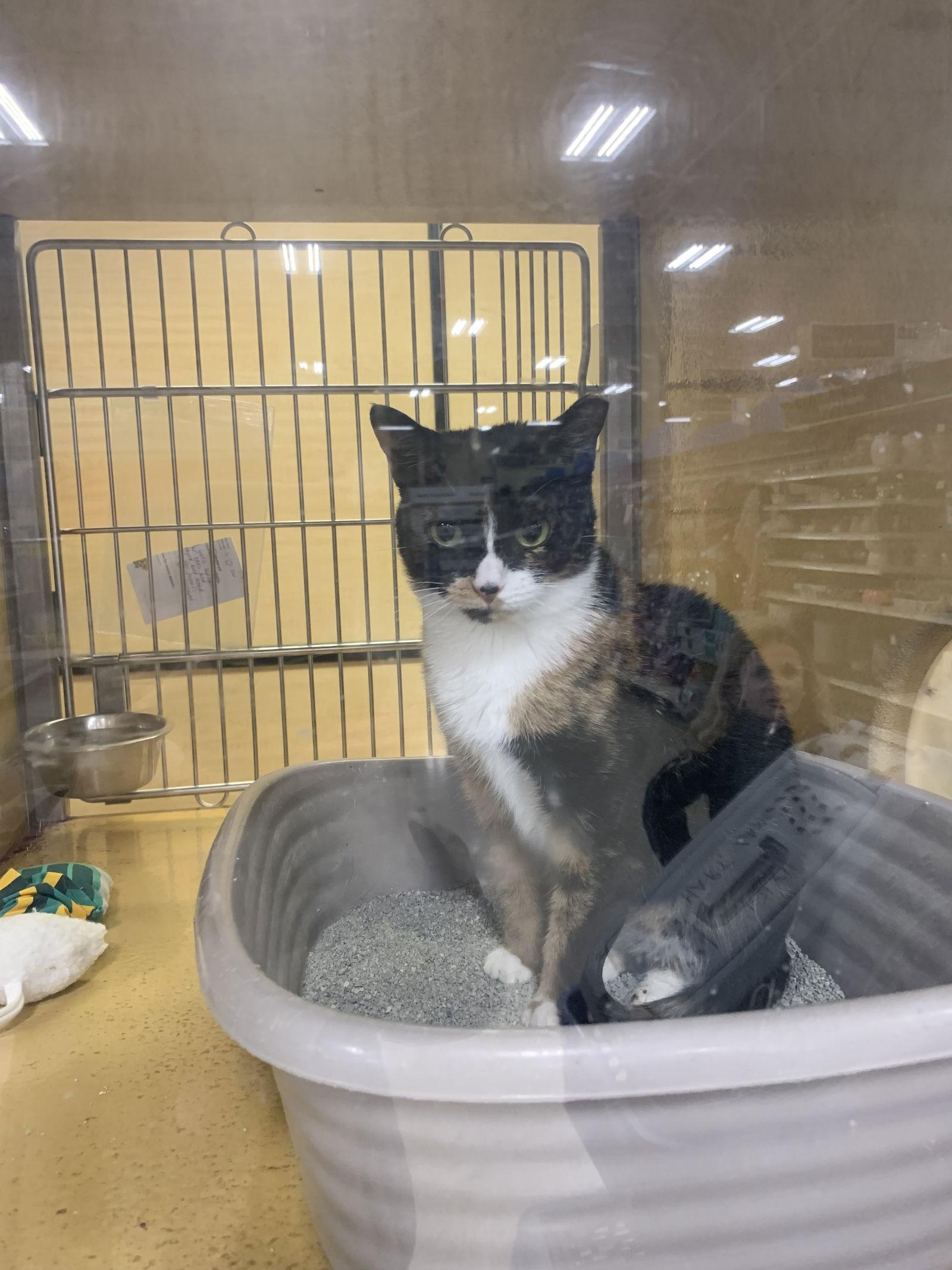 Enlarge Sparkles, a Adoptable mixed breed in Yardley, PA image 1/3