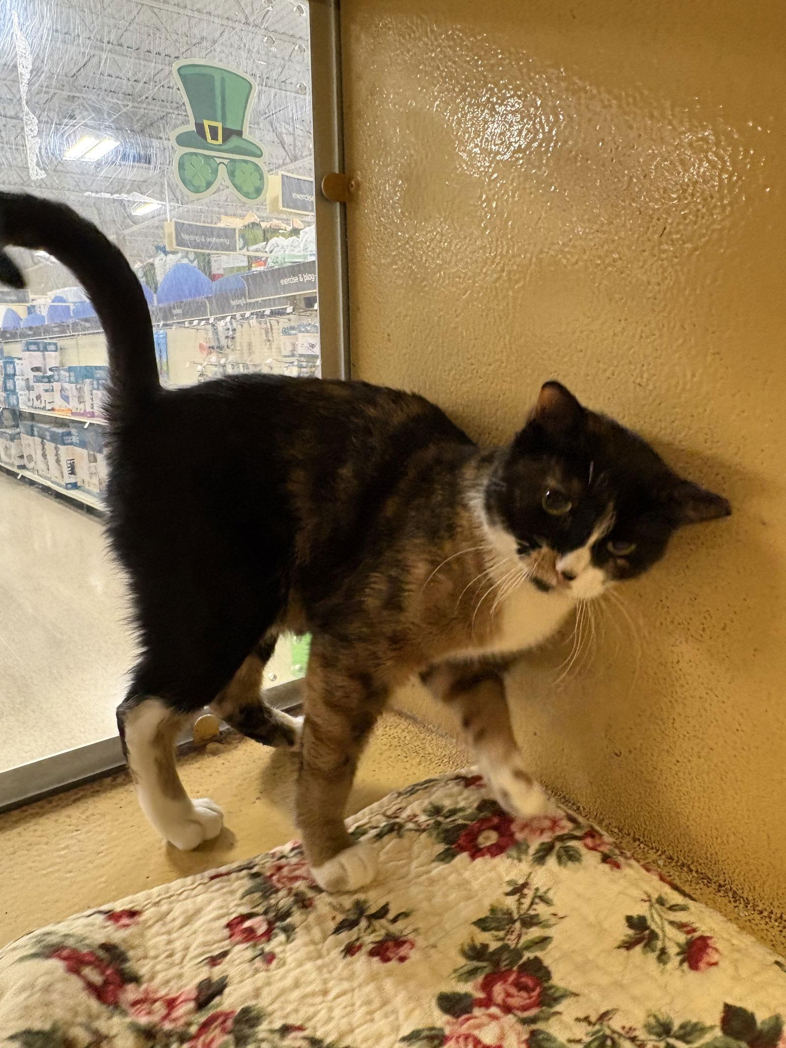 Enlarge Sparkles, a Adoptable mixed breed in Yardley, PA image 2/3