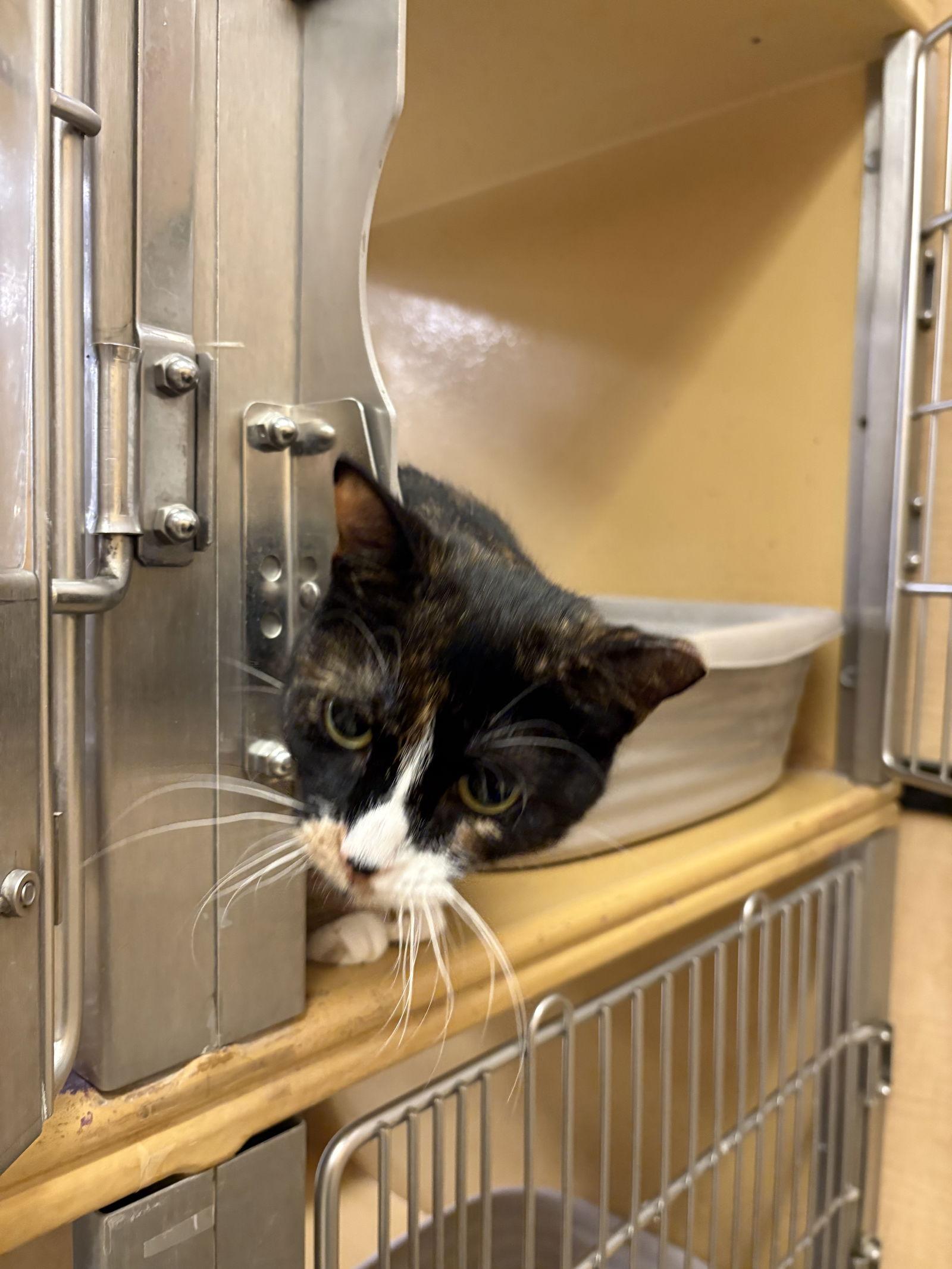 Enlarge Sparkles, a Adoptable mixed breed in Yardley, PA image 3/3