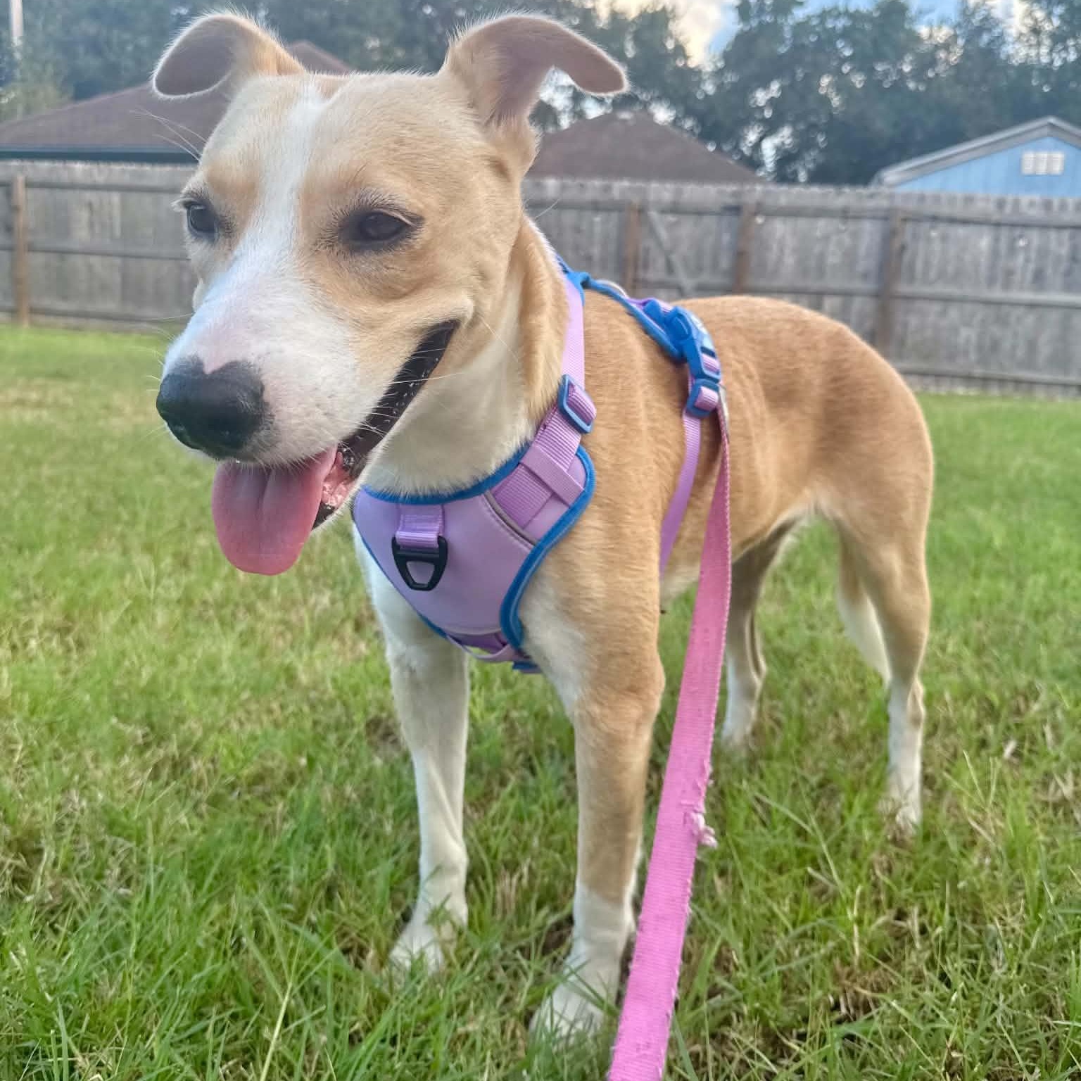 Enlarge Lucy girl, a Adoptable mixed breed in Denver, CO image 5/6
