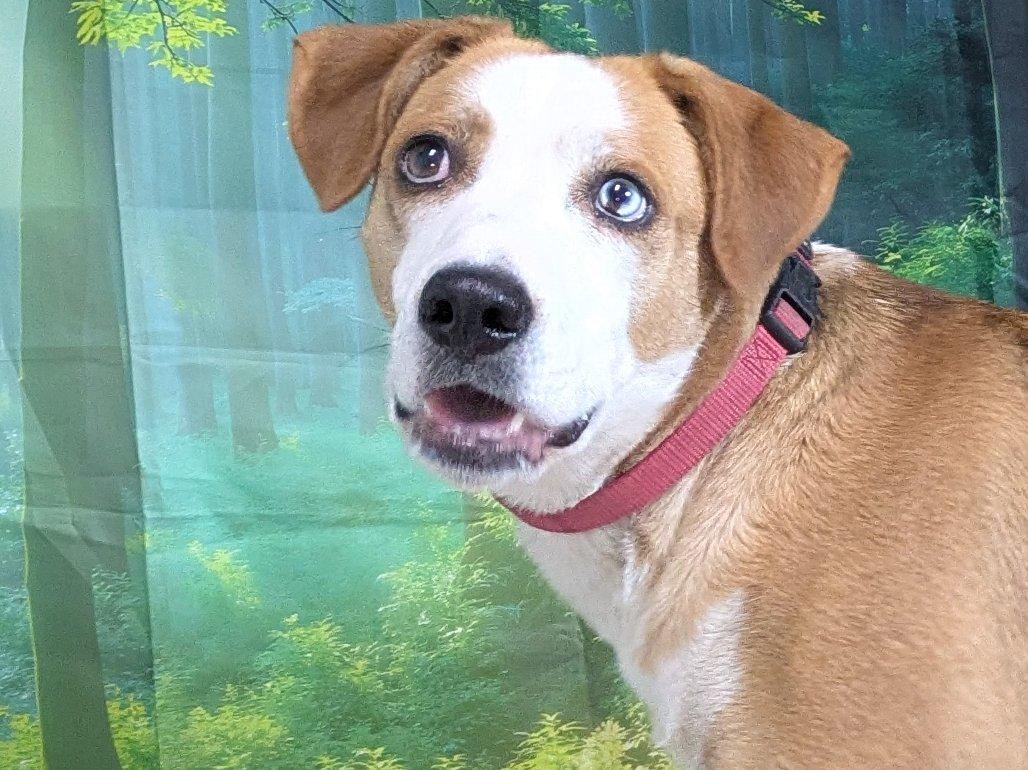 Enlarge Aldi, a Adoptable mixed breed in North Bend, WA image 5/6