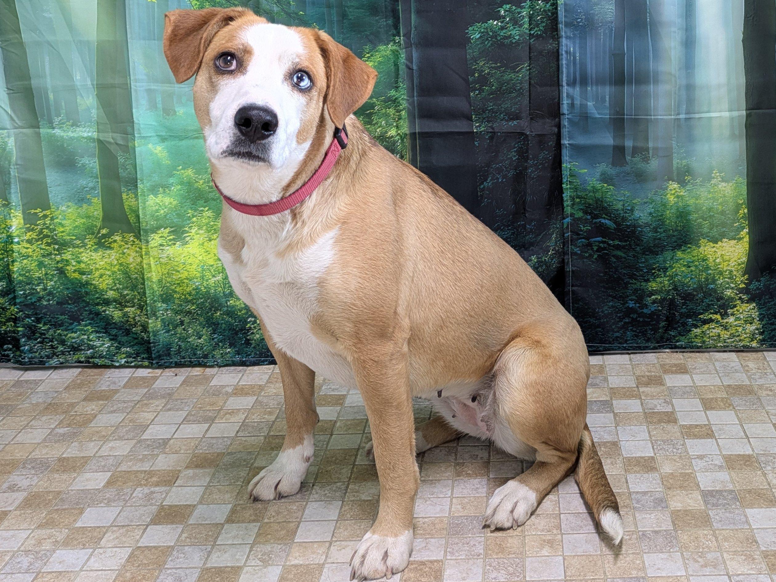 Enlarge Aldi, a Adoptable mixed breed in North Bend, WA image 3/6