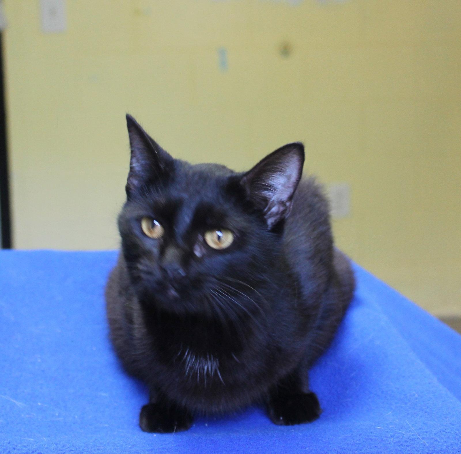 Enlarge Lali - 43292, a Adoptable Domestic Short Hair in Prattville, AL image 2/2