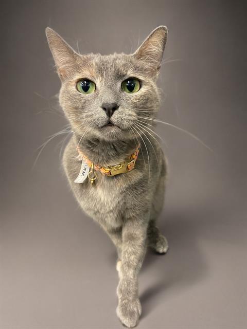 LUNA, Adoptable, Adult Female Domestic Short Hair.