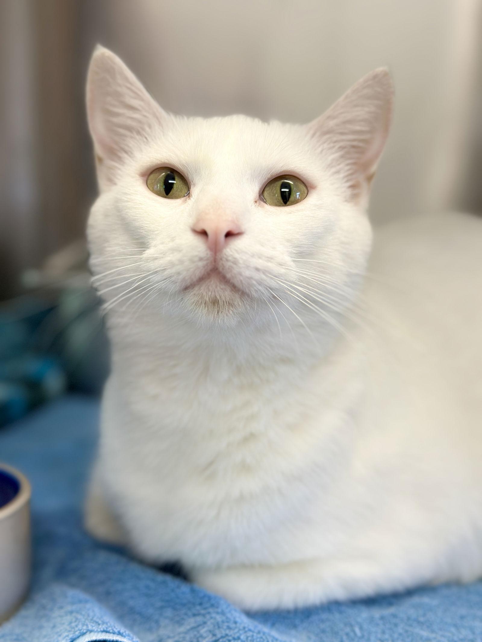 Enlarge Yeti, a Adopted Domestic Short Hair in West Cornwall, CT image 1/3