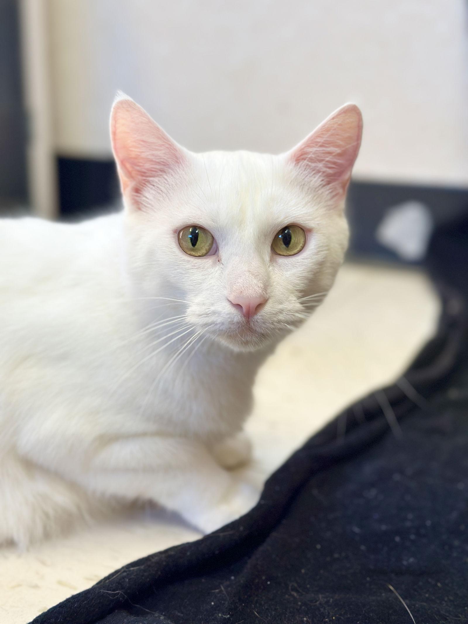 Enlarge Yeti, a Adopted Domestic Short Hair in West Cornwall, CT image 2/3