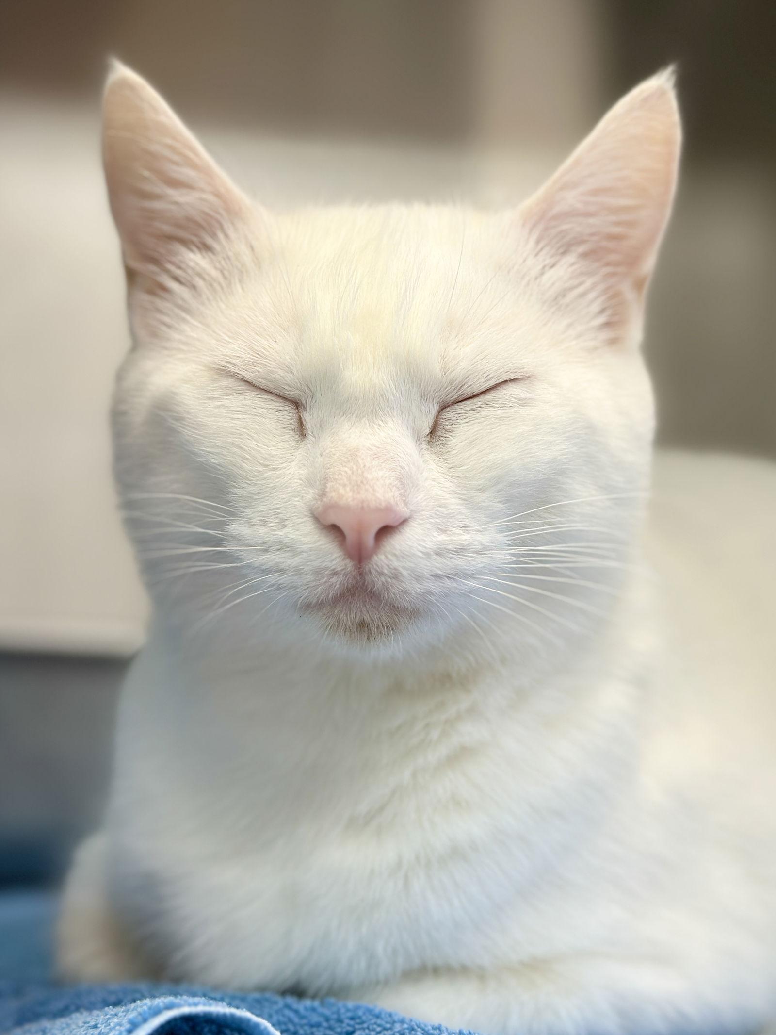 Enlarge Yeti, a Adopted Domestic Short Hair in West Cornwall, CT image 3/3