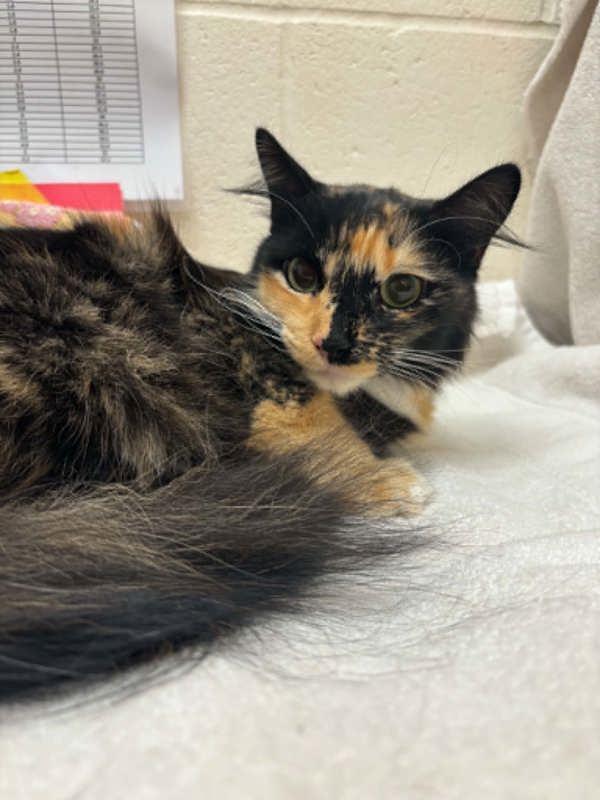 Groovy, Adoptable, Adult Female Domestic Medium Hair.