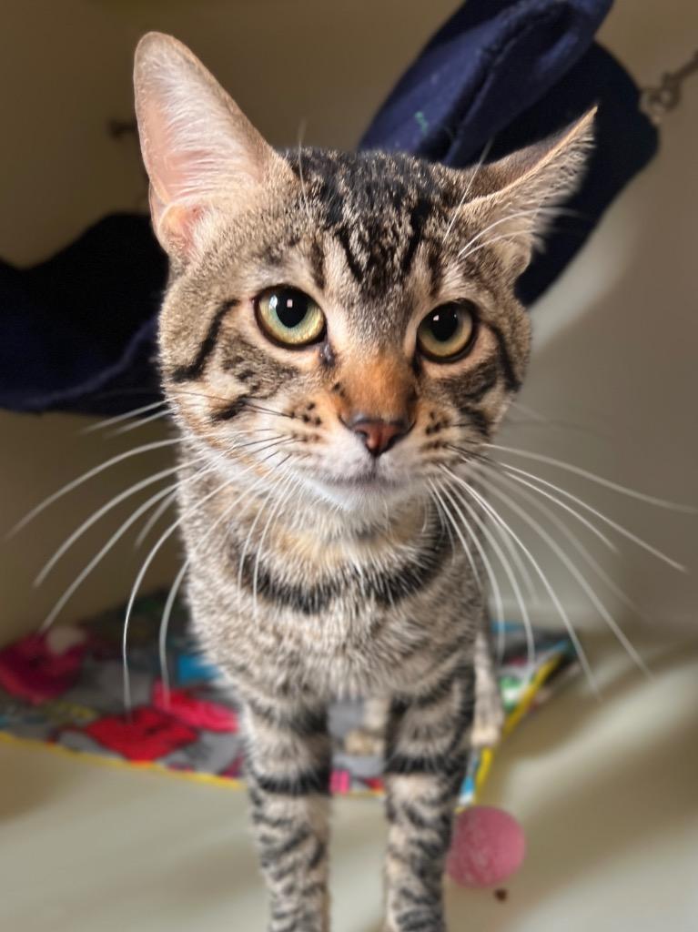 Kraglin, Adoptable, Adult Male Domestic Short Hair.