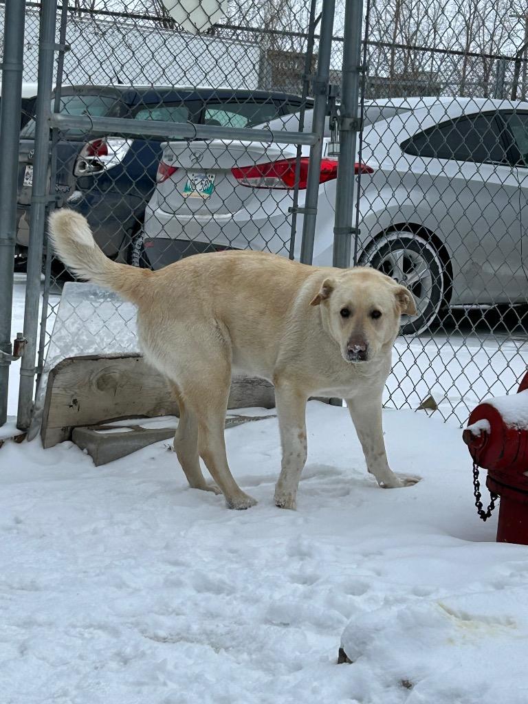 Taco Trixy, Adoptable, Adult Female Labrador Retriever.