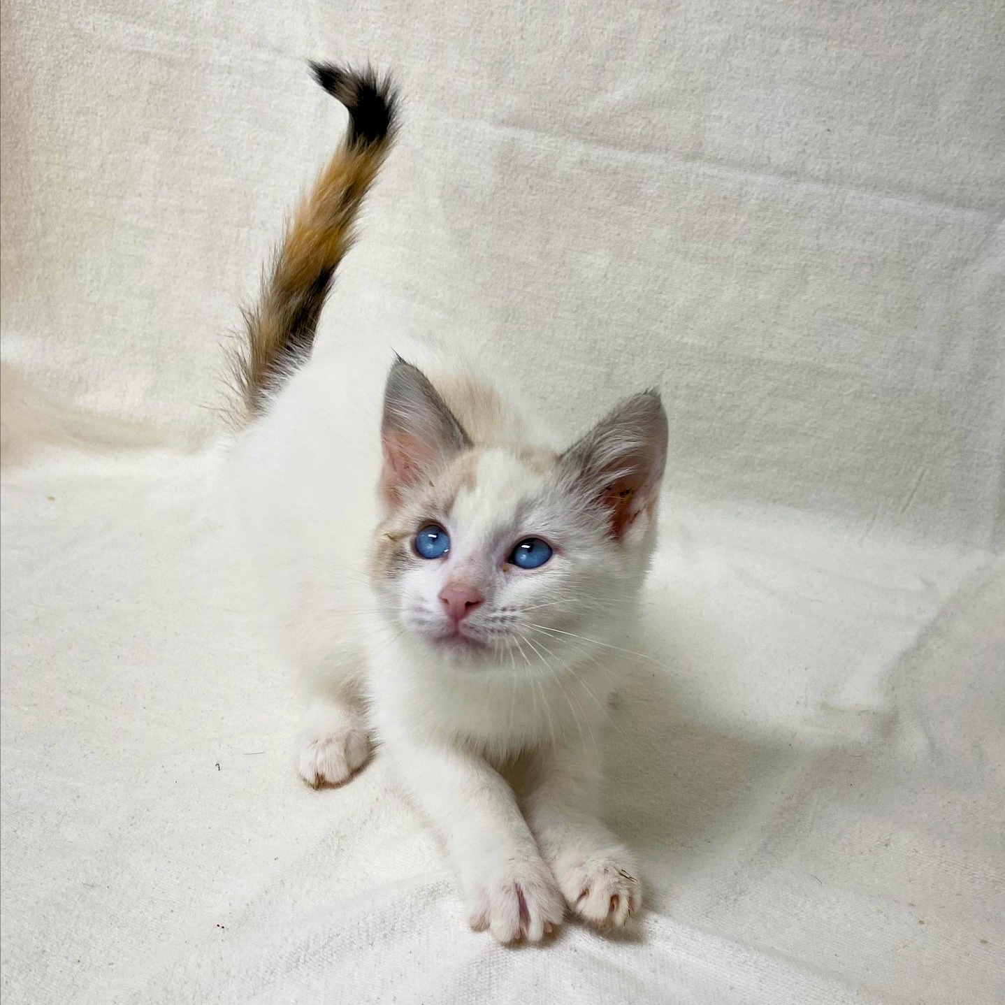 Sodashi, Adopted, Kitten Female Domestic Short Hair.