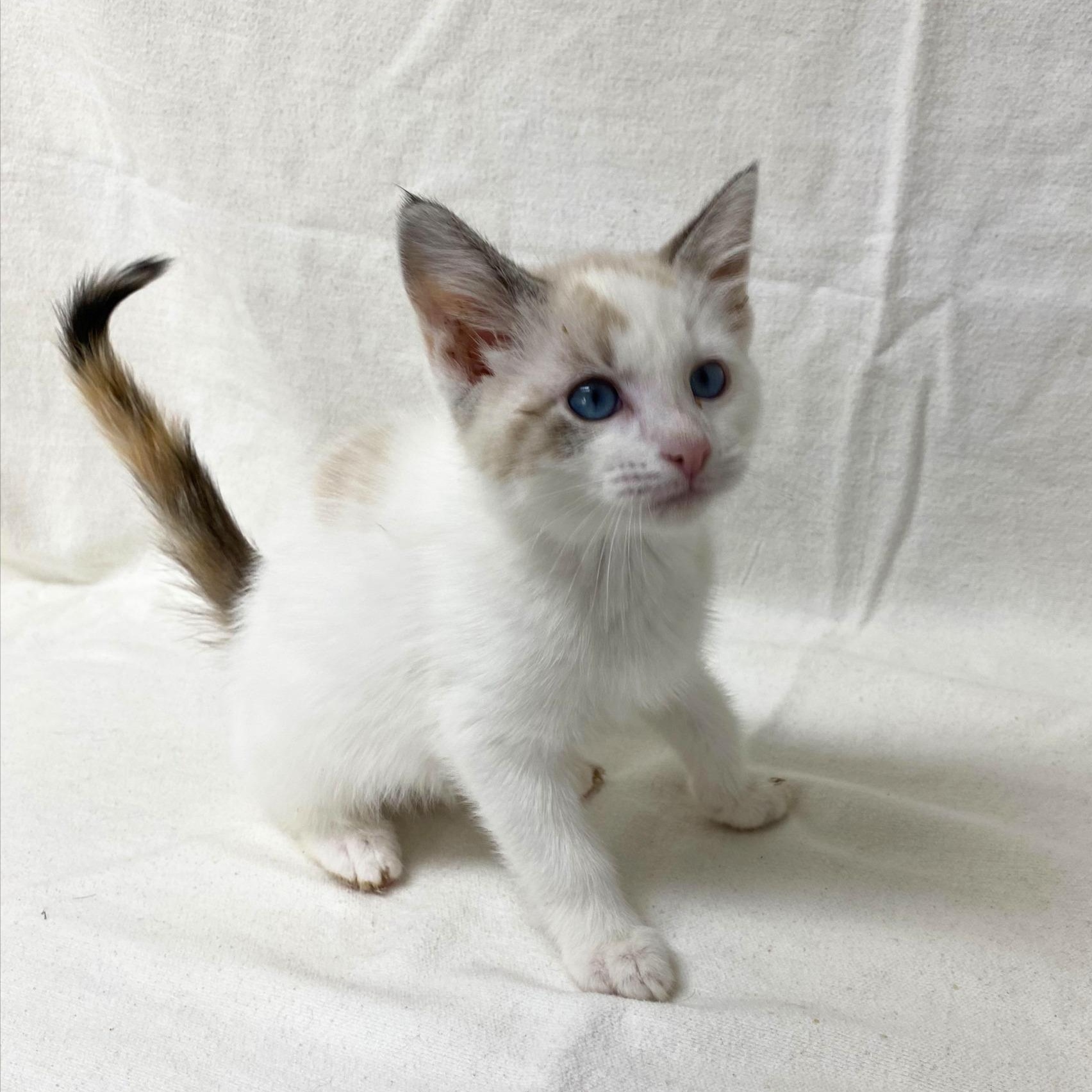 Enlarge Sodashi, a Adopted mixed breed in Pasco, WA image 2/2