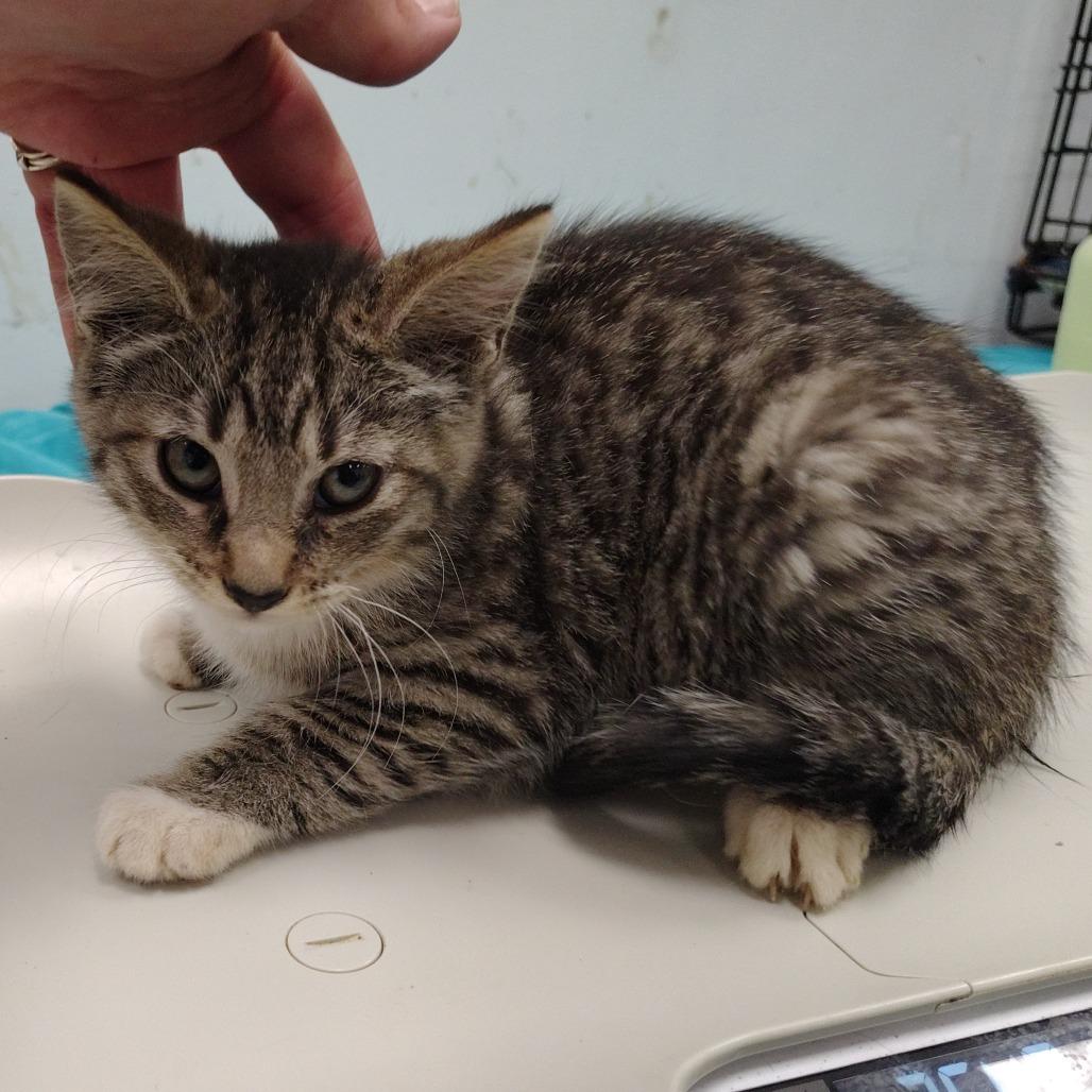 Enlarge Gala, a Adoptable Domestic Short Hair in Coos Bay, OR image 1/6