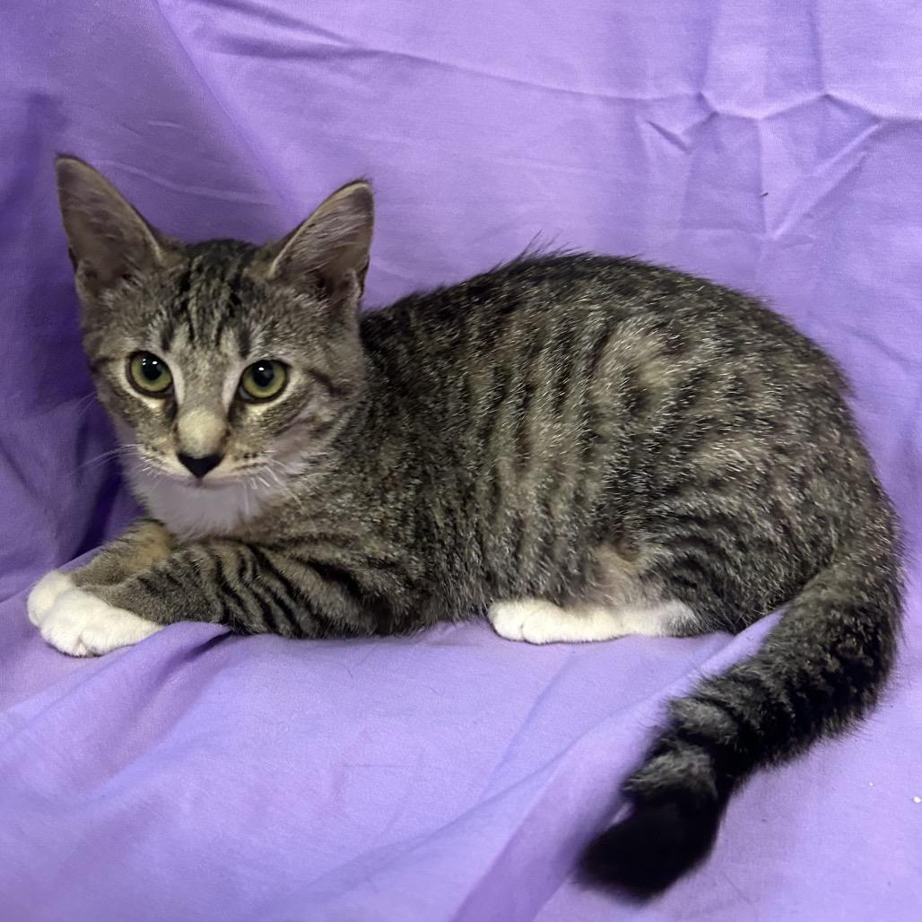 Enlarge Gala, a Adoptable Domestic Short Hair in Coos Bay, OR image 2/6