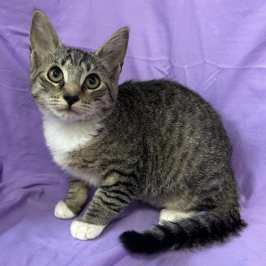 Enlarge Gala, a Adoptable Domestic Short Hair in Coos Bay, OR image 3/6