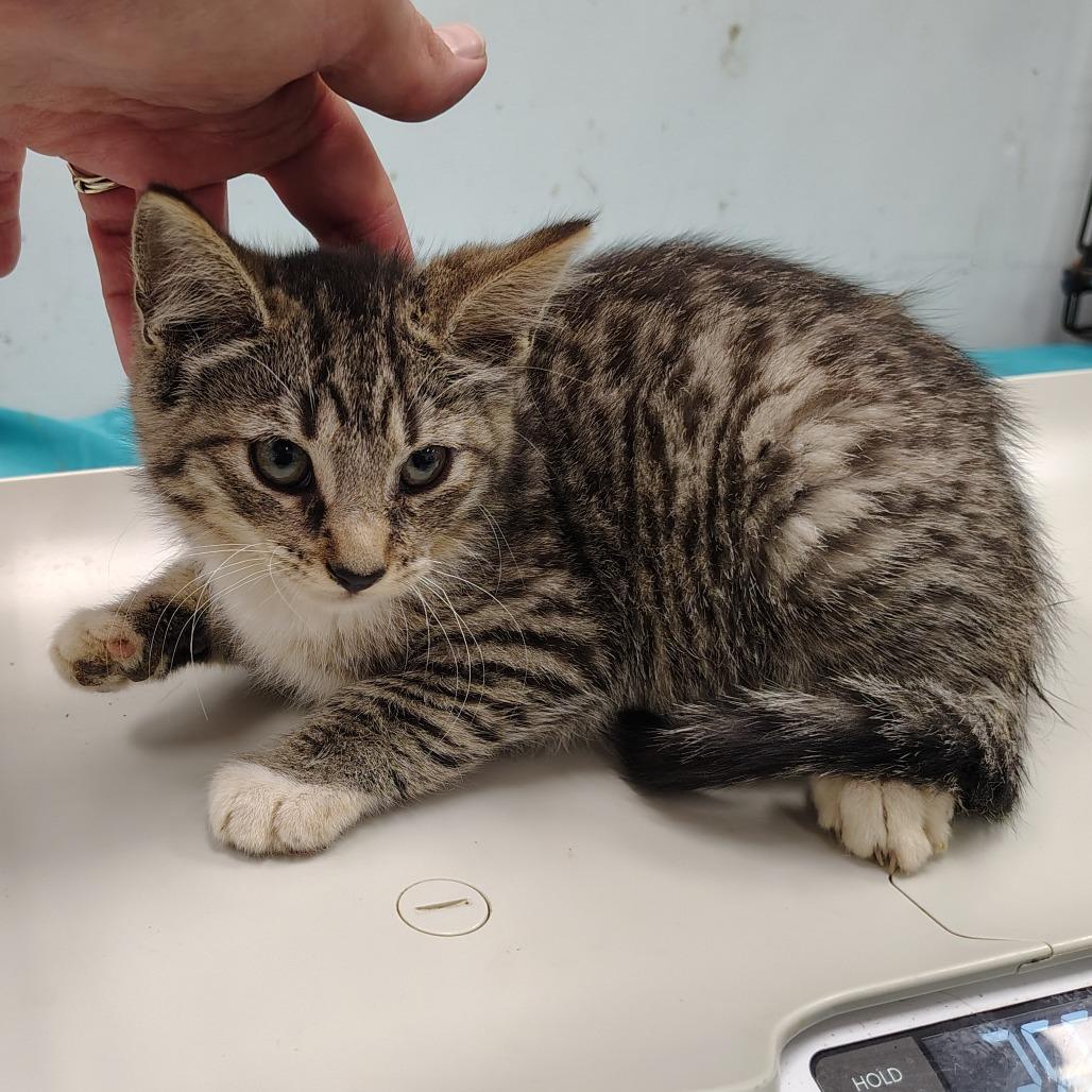 Enlarge Gala, a Adoptable Domestic Short Hair in Coos Bay, OR image 4/6