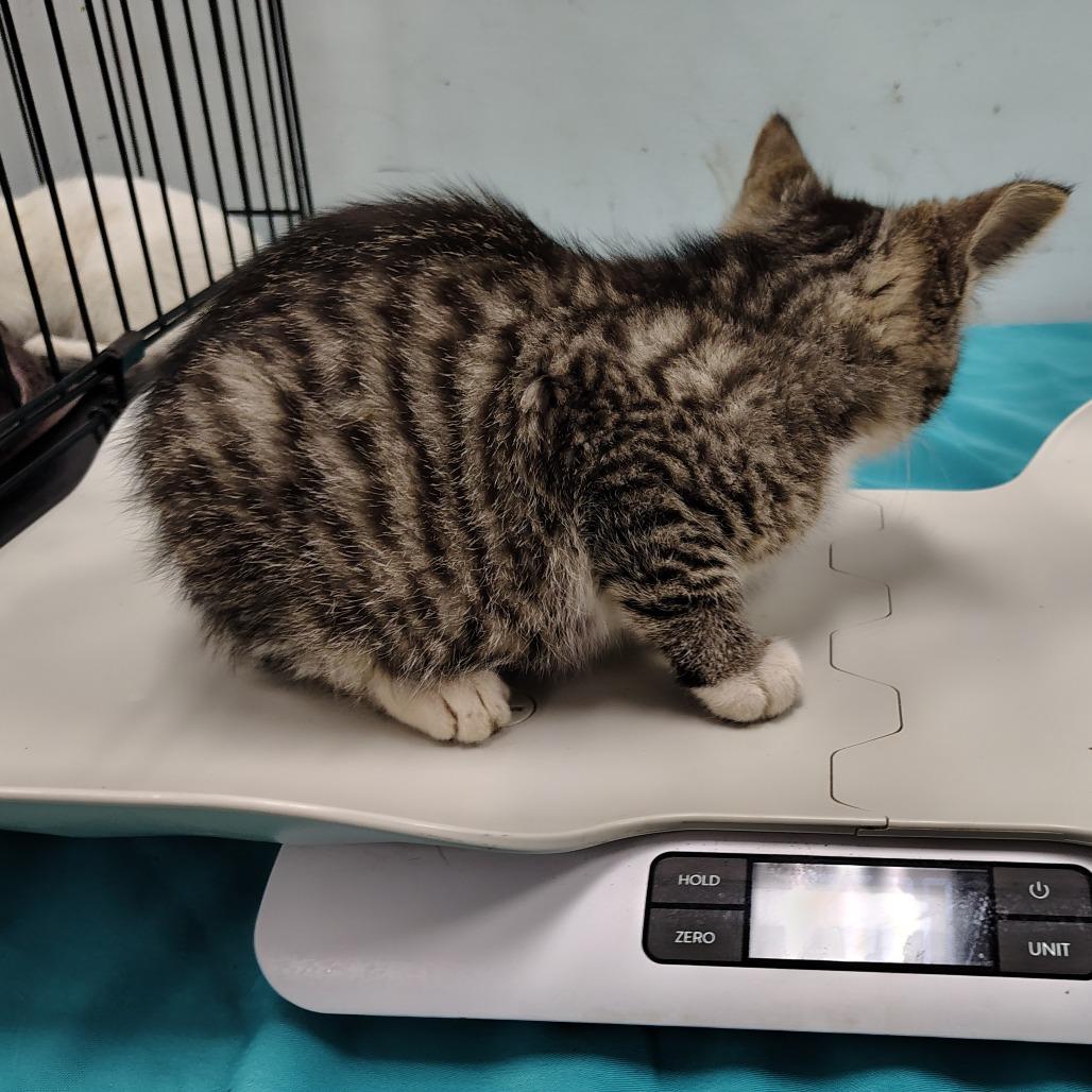 Enlarge Gala, a Adoptable Domestic Short Hair in Coos Bay, OR image 5/6