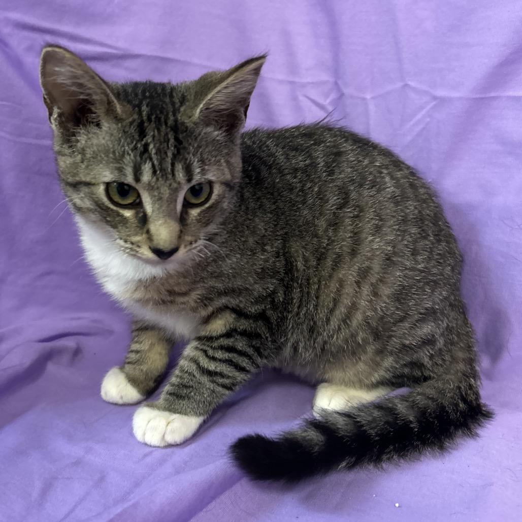 Enlarge Gala, a Adoptable Domestic Short Hair in Coos Bay, OR image 6/6