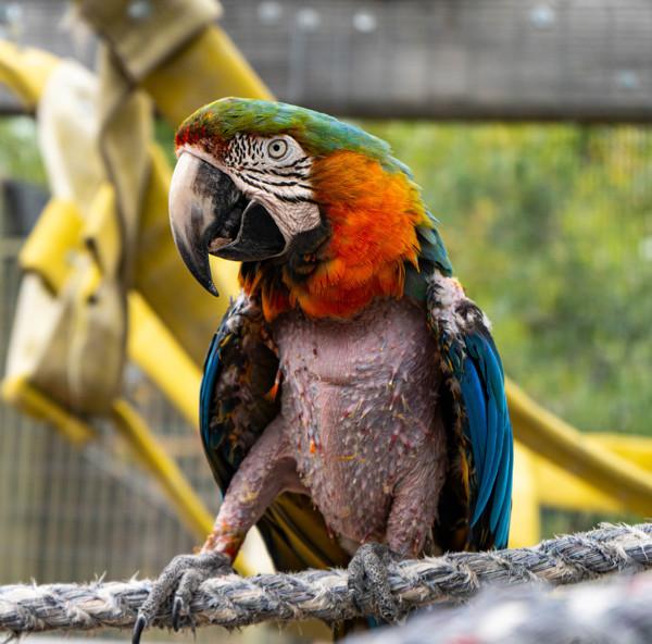 Enlarge Pele, a Adoptable Macaw in Elizabeth, CO image 1/6